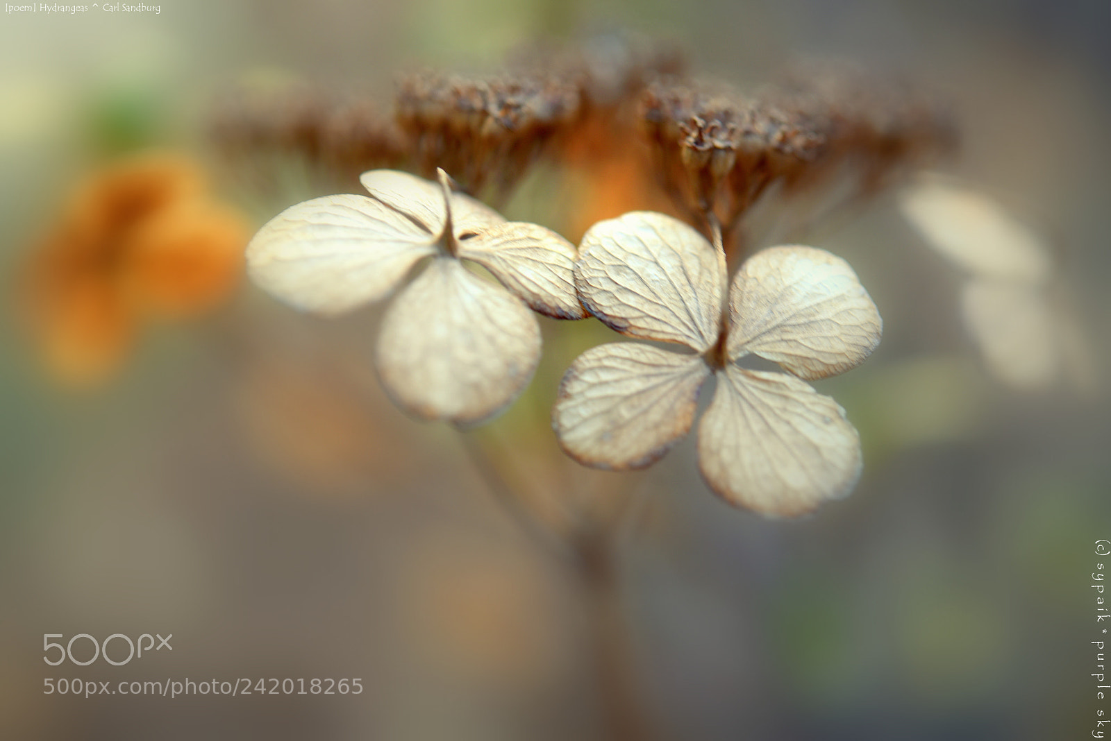 Nikon AF-S Micro-Nikkor 60mm F2.8G ED sample photo. Hydrangeas ** photography