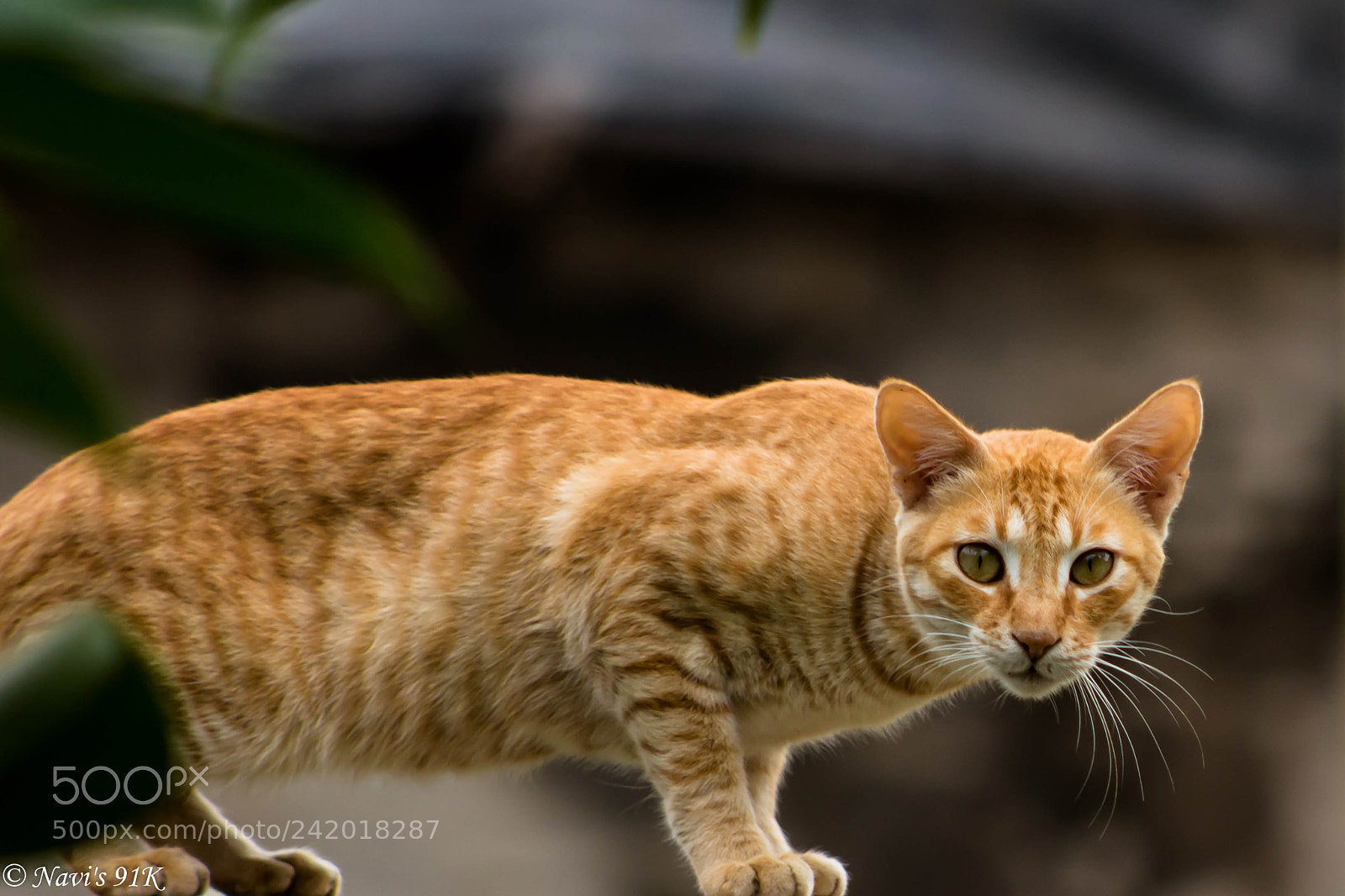 Canon EOS 100D (EOS Rebel SL1 / EOS Kiss X7) sample photo. Feline photography