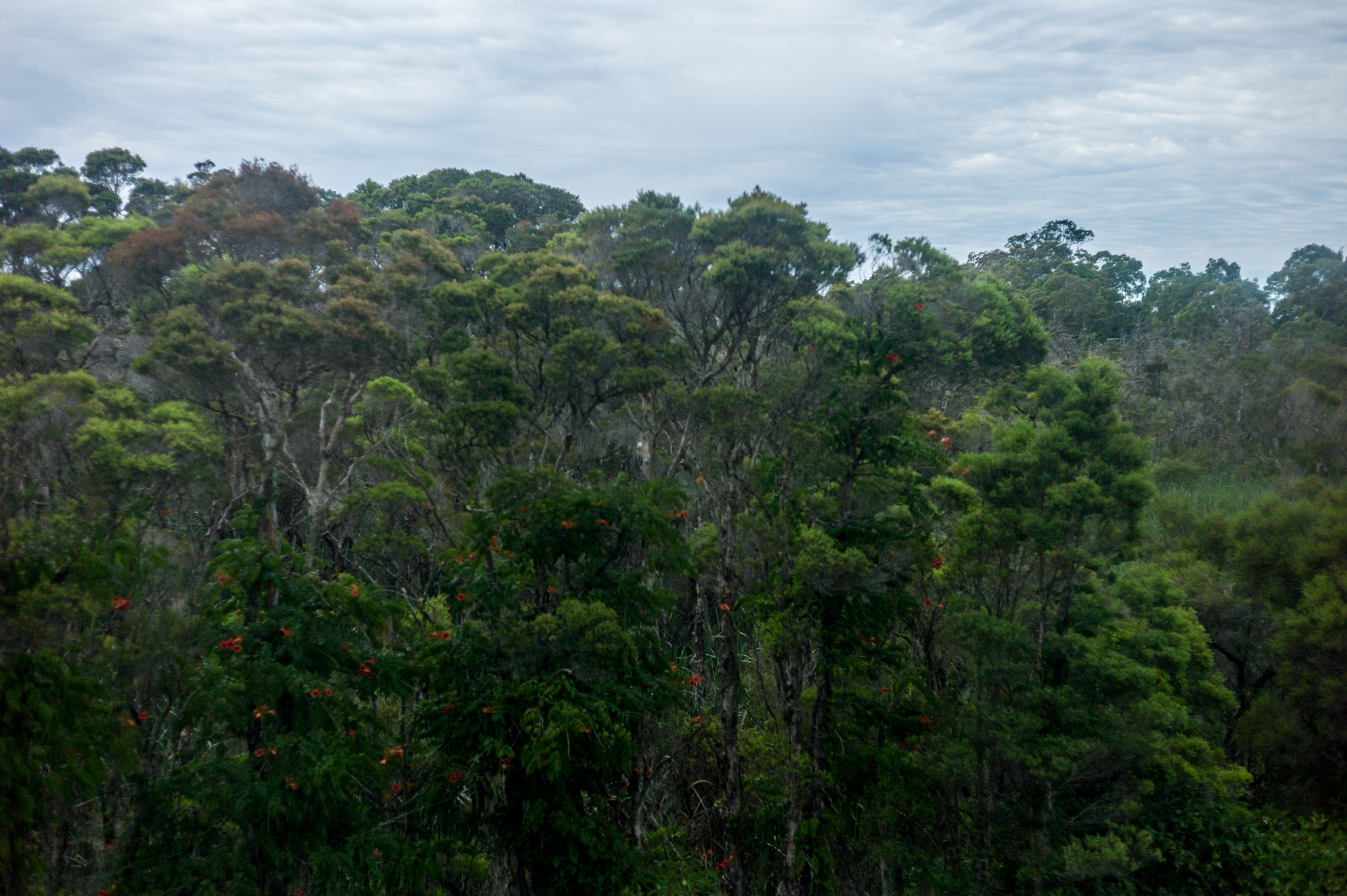 Leica M9 + Summicron-M 50mm f/2 (IV, V) sample photo. Ourimbah photography