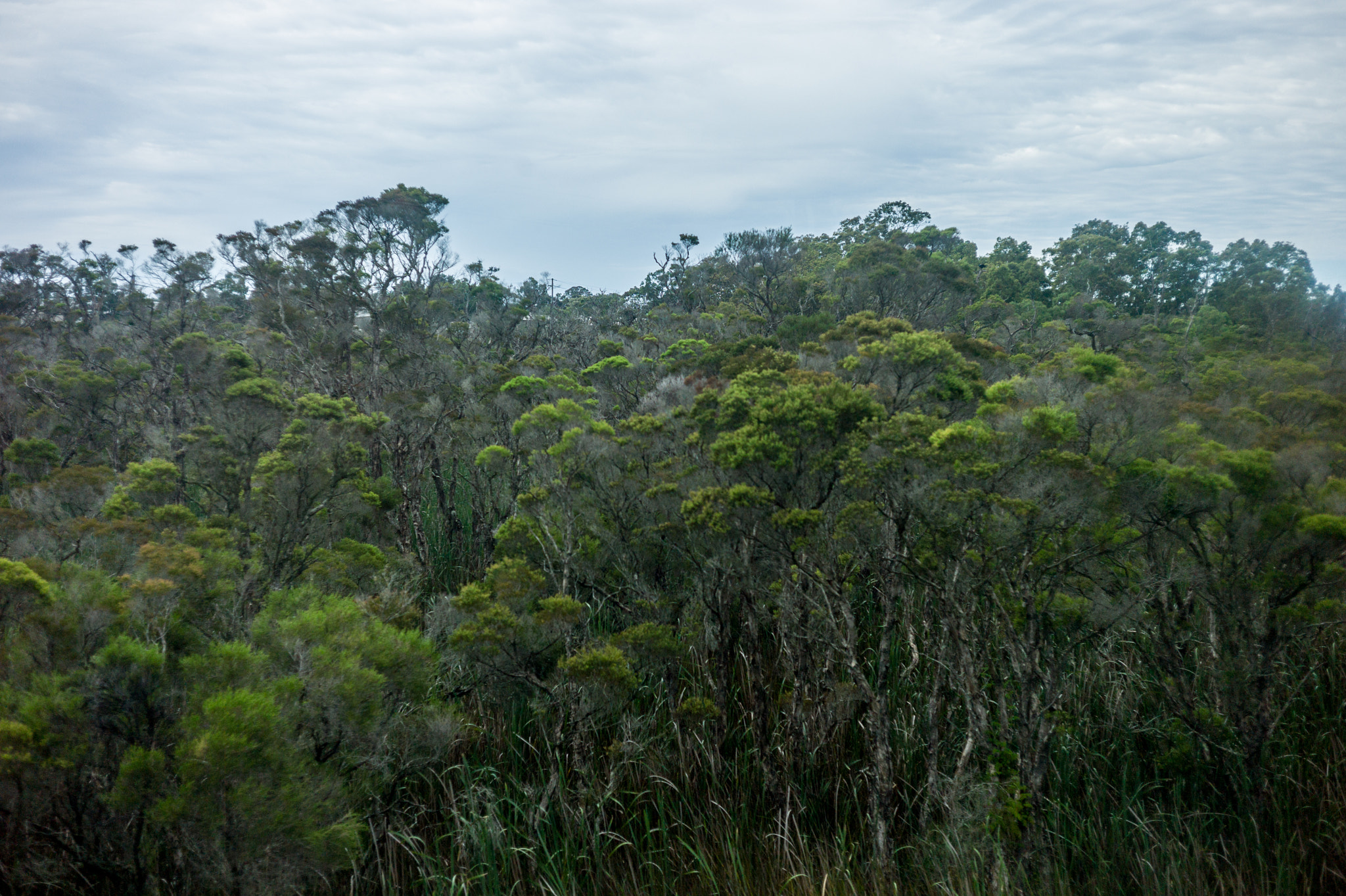 Leica M9 + Summicron-M 50mm f/2 (IV, V) sample photo. Ourimbah photography