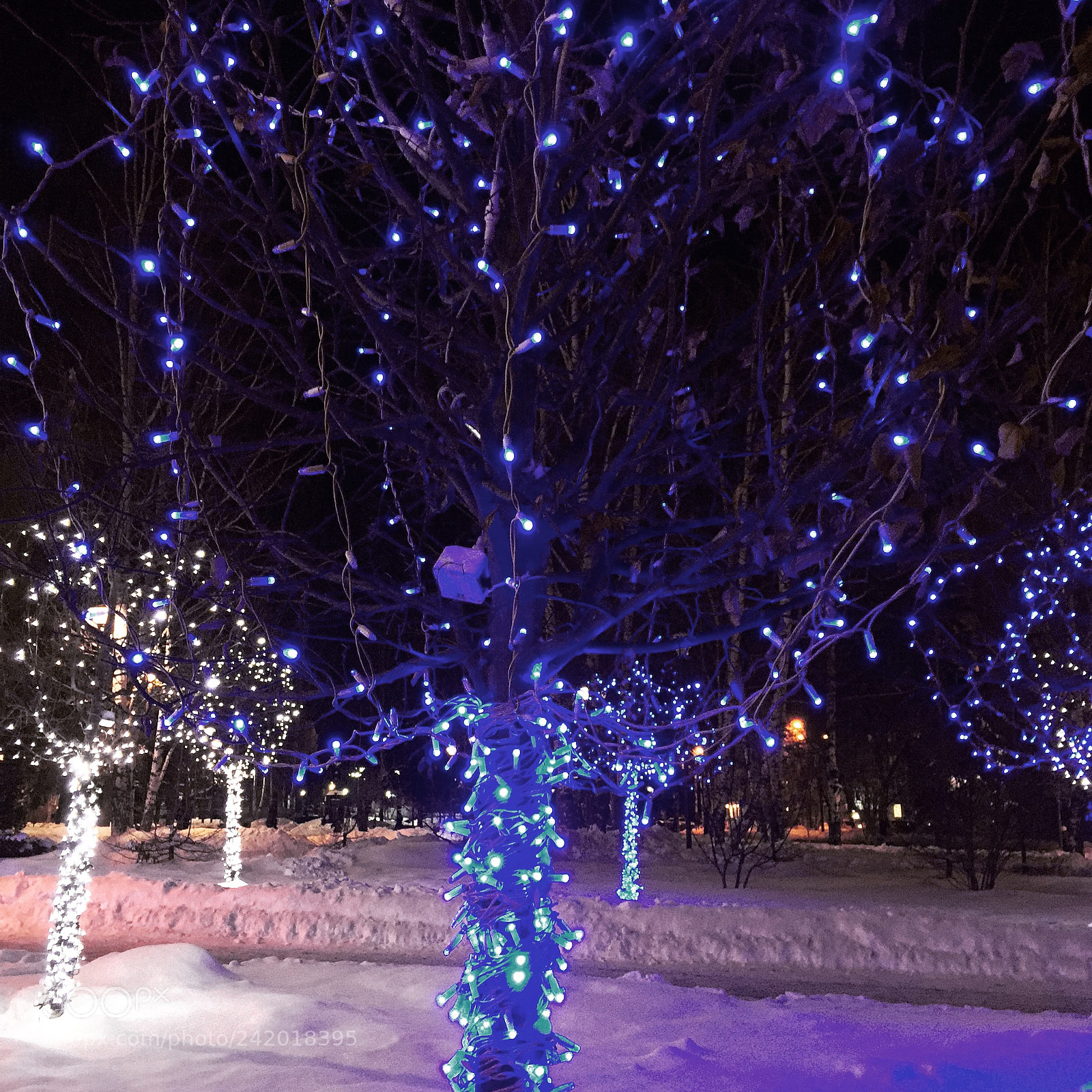 Apple iPhone 6 sample photo. Сказочный лес photography