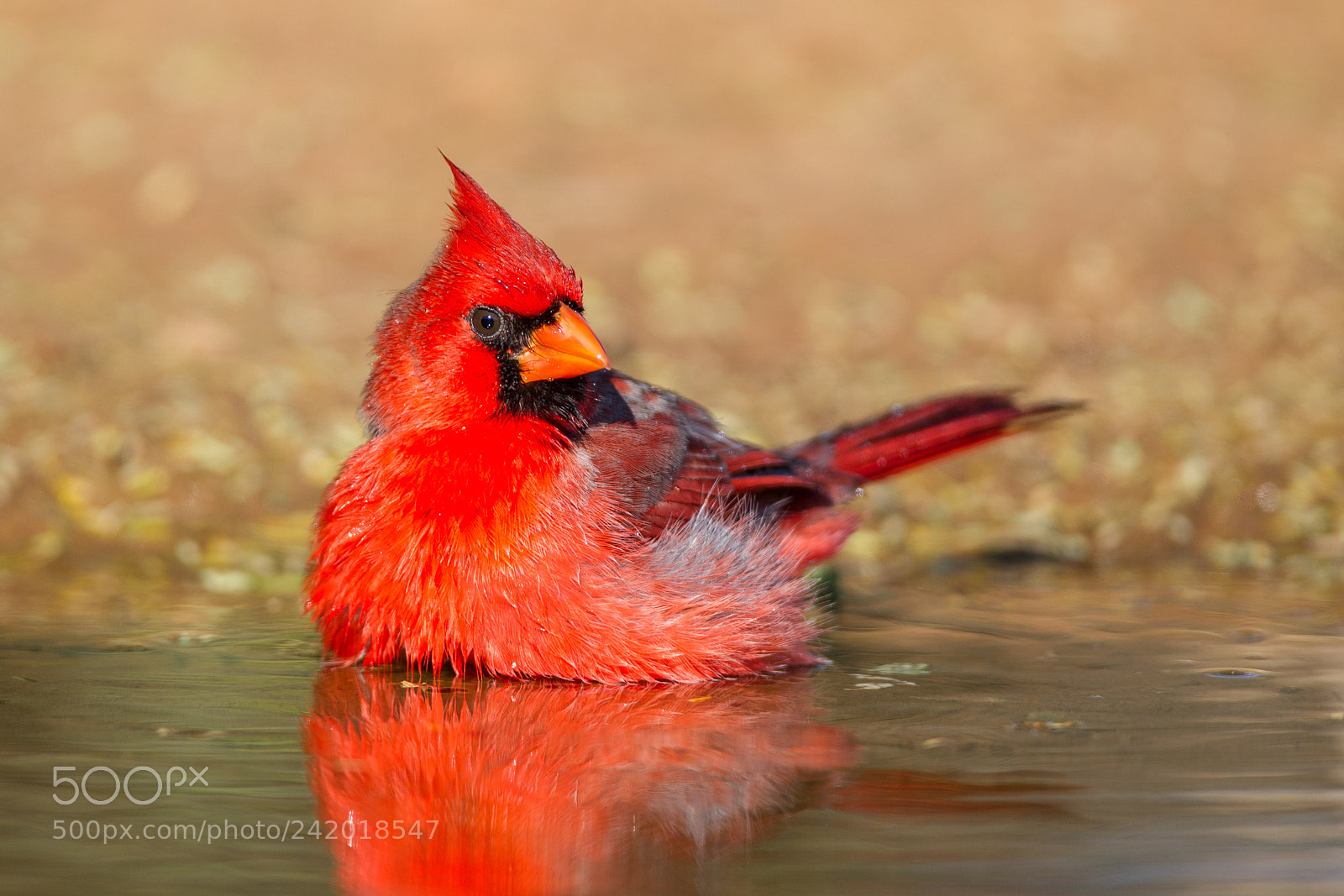 Canon EOS-1D Mark IV sample photo. Northern cardinal photography