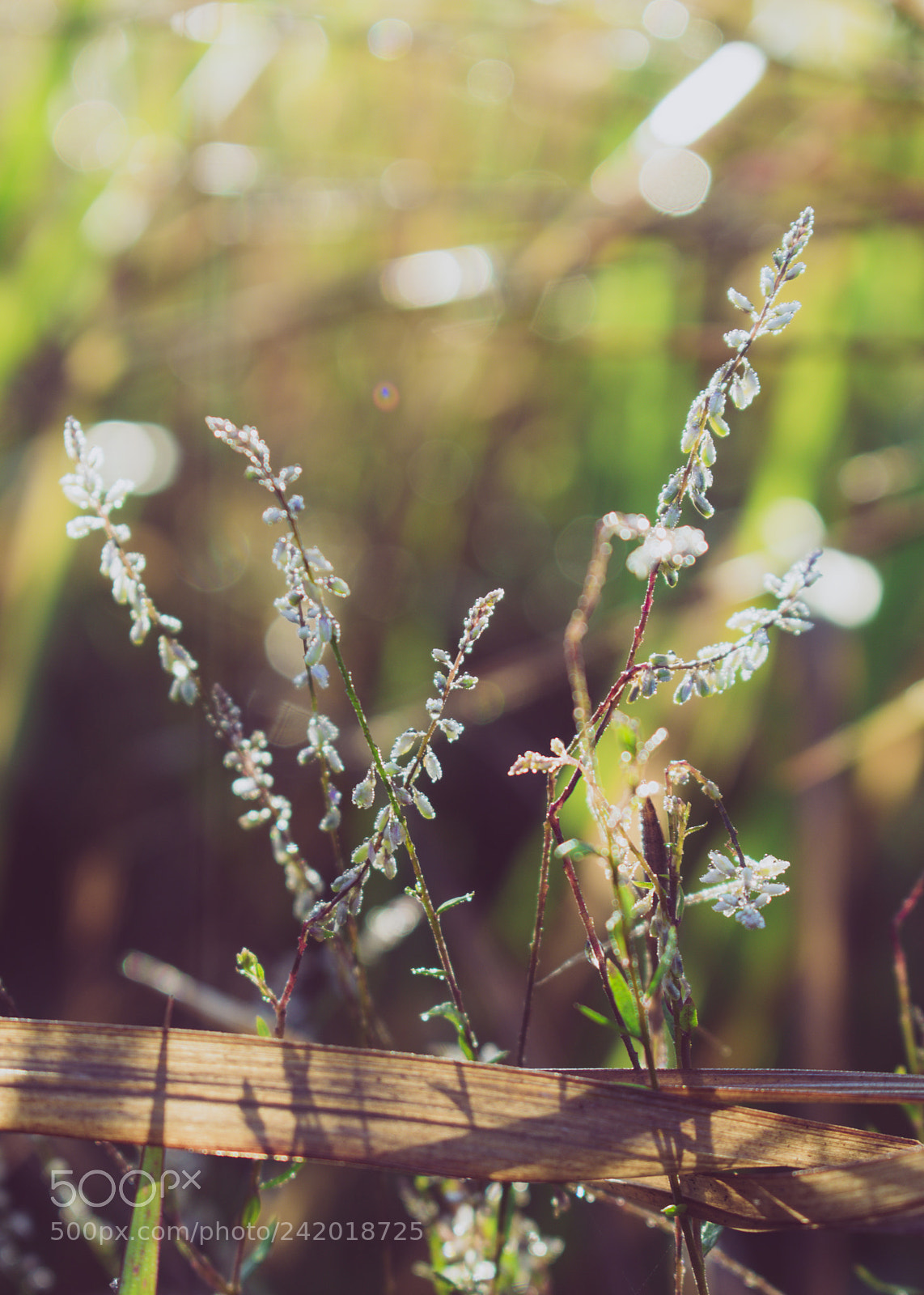 Nikon D3400 sample photo. First sunshine photography