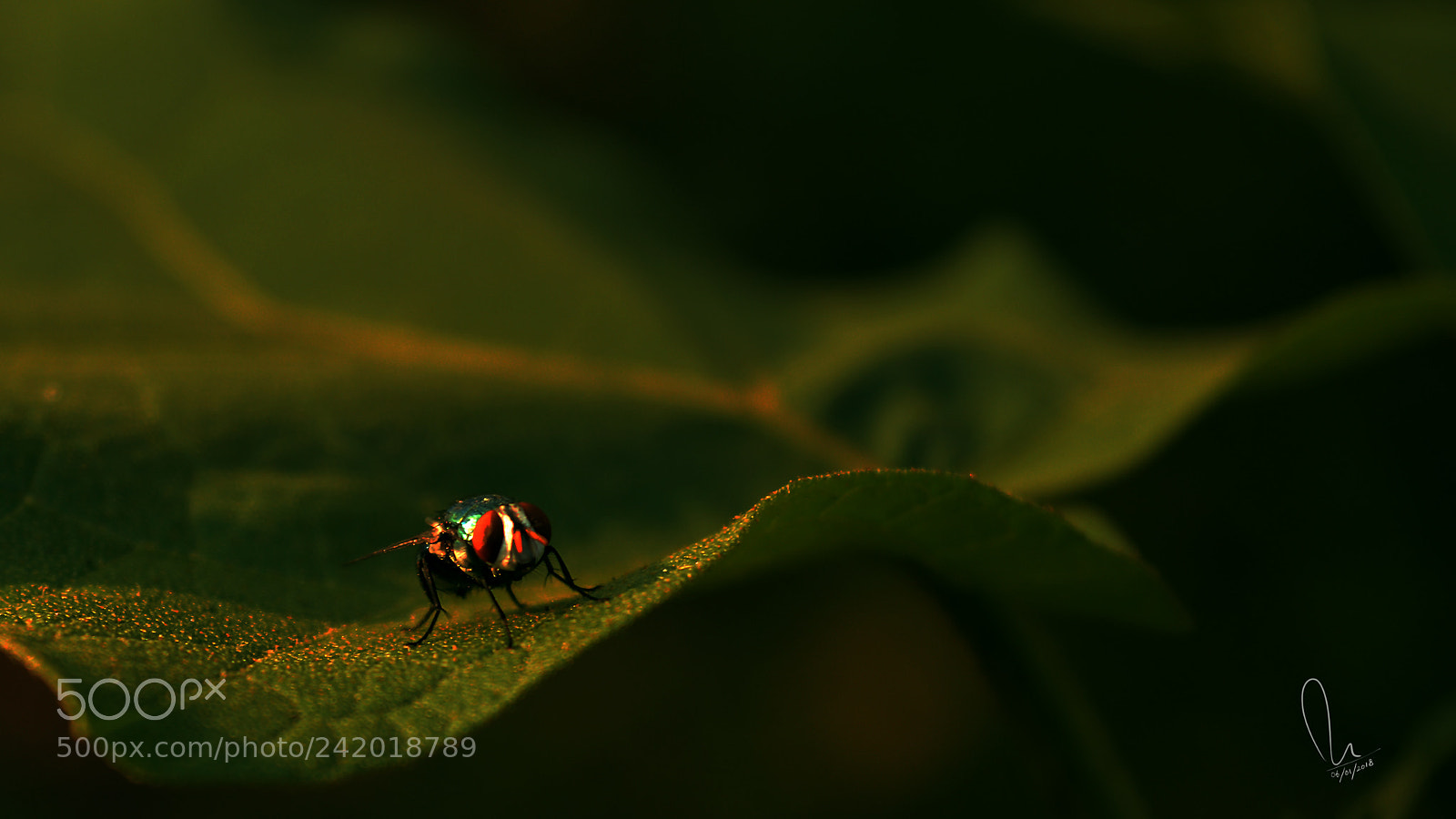 Nikon D3200 sample photo. House fly on leaf photography