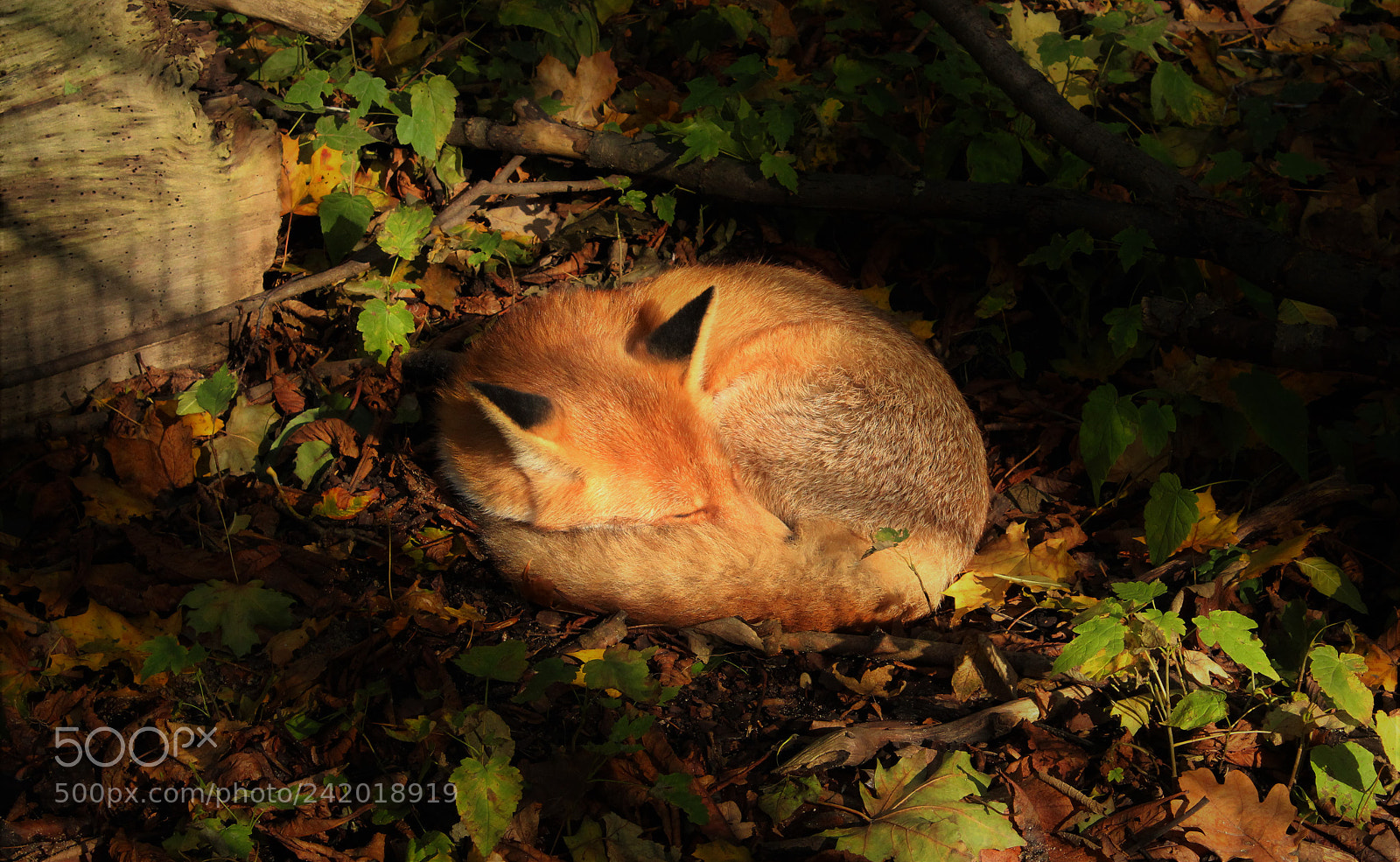 Canon EOS 1300D (EOS Rebel T6 / EOS Kiss X80) sample photo. Sleeping fox photography