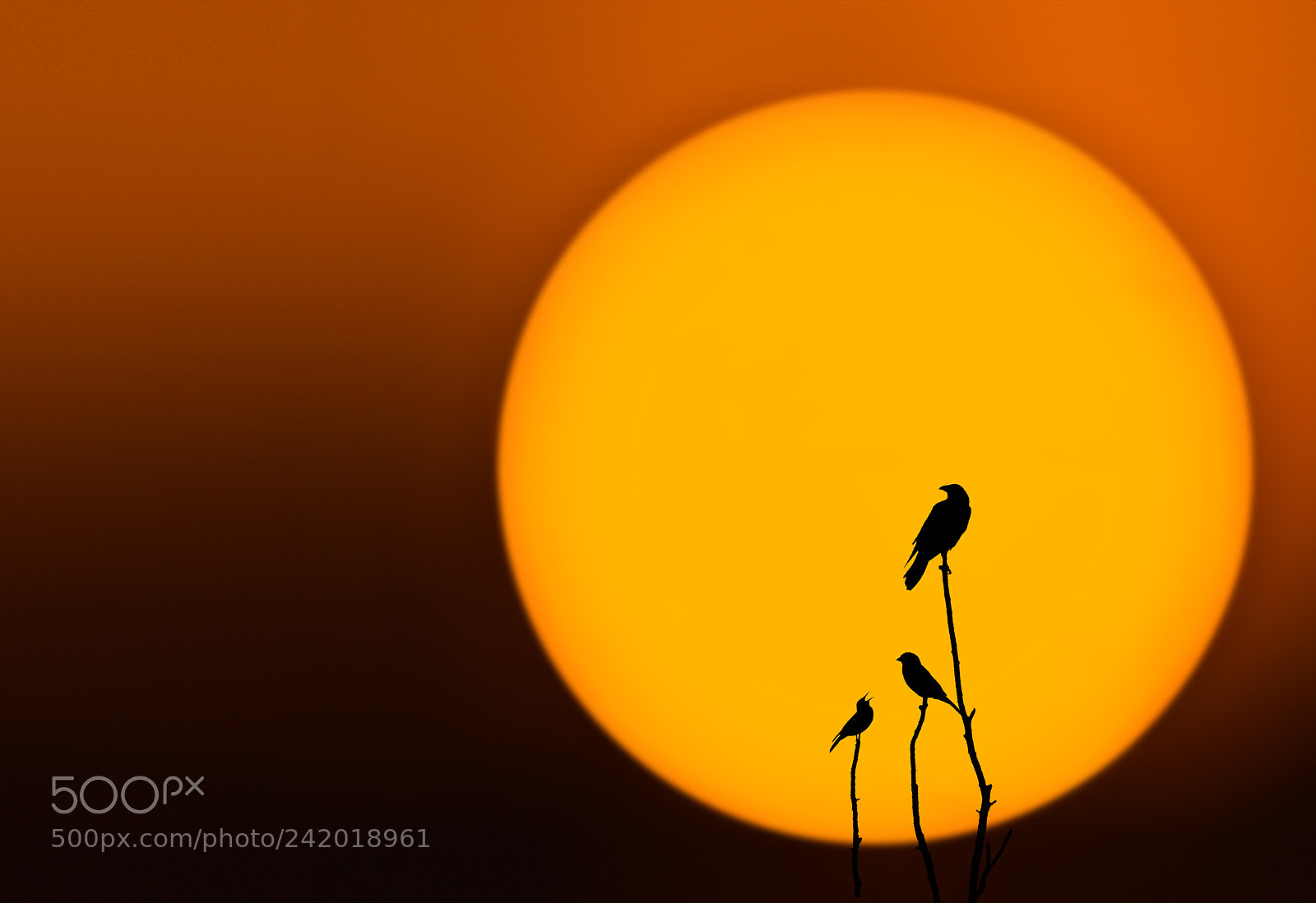 Nikon D810 sample photo. Birds photography