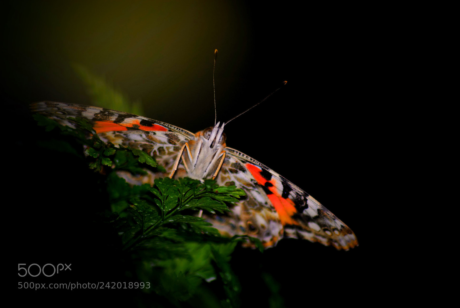 Nikon D3000 sample photo. Painted lady butterfly photography