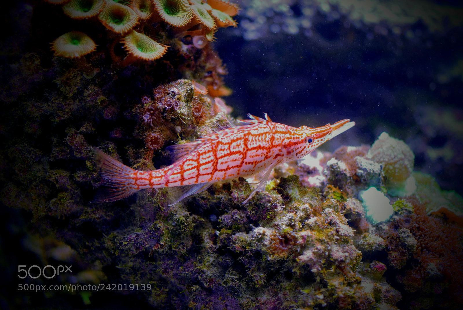Nikon D3000 sample photo. Salt water fish photography