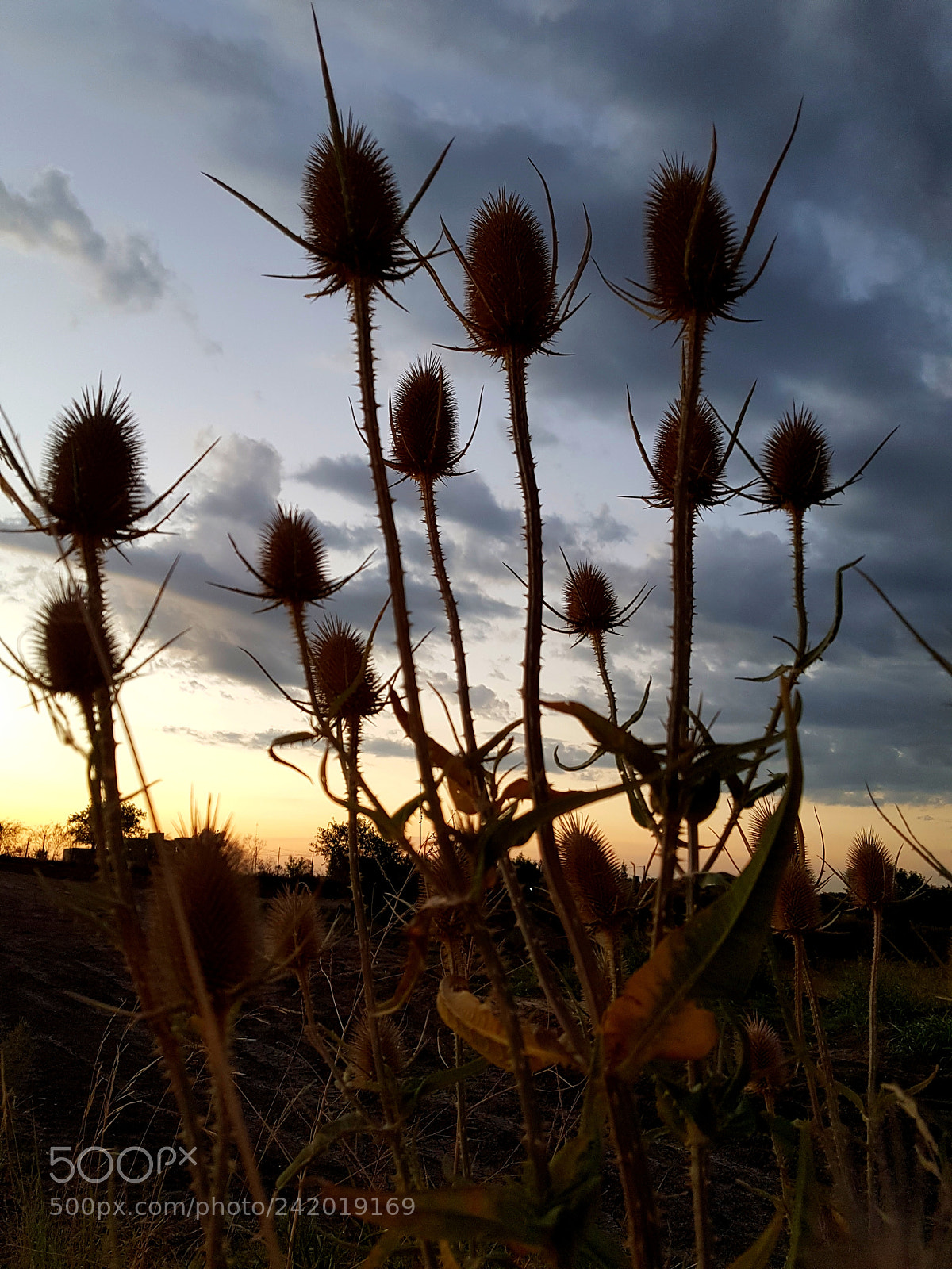 Samsung Galaxy S7 Edge sample photo. Untitled photography