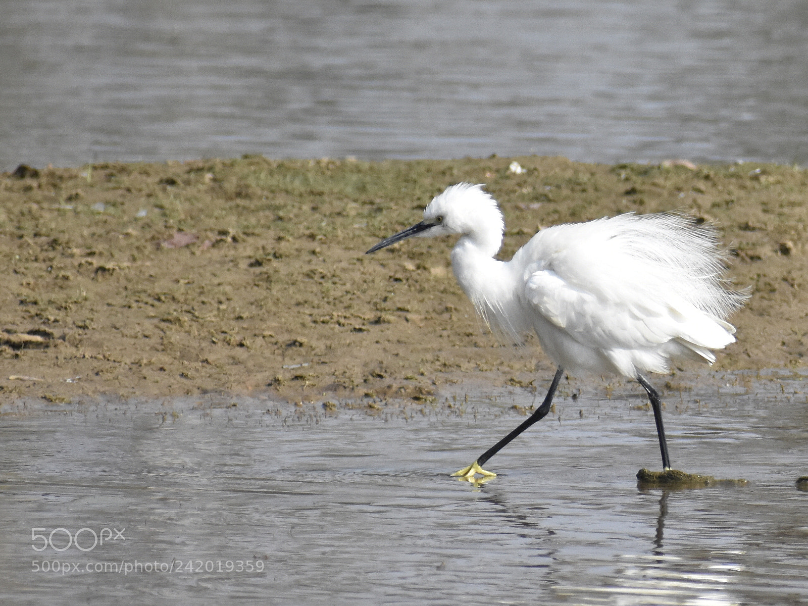 Nikon D3400 sample photo. Big white wading birds photography