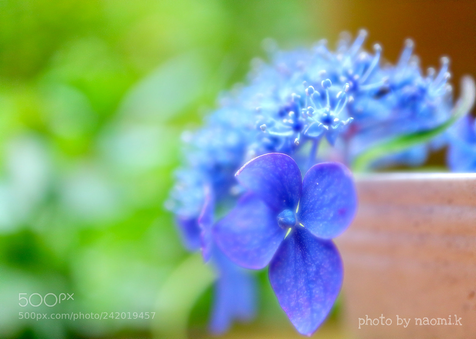 Canon EOS M10 sample photo. Hydrangea photography