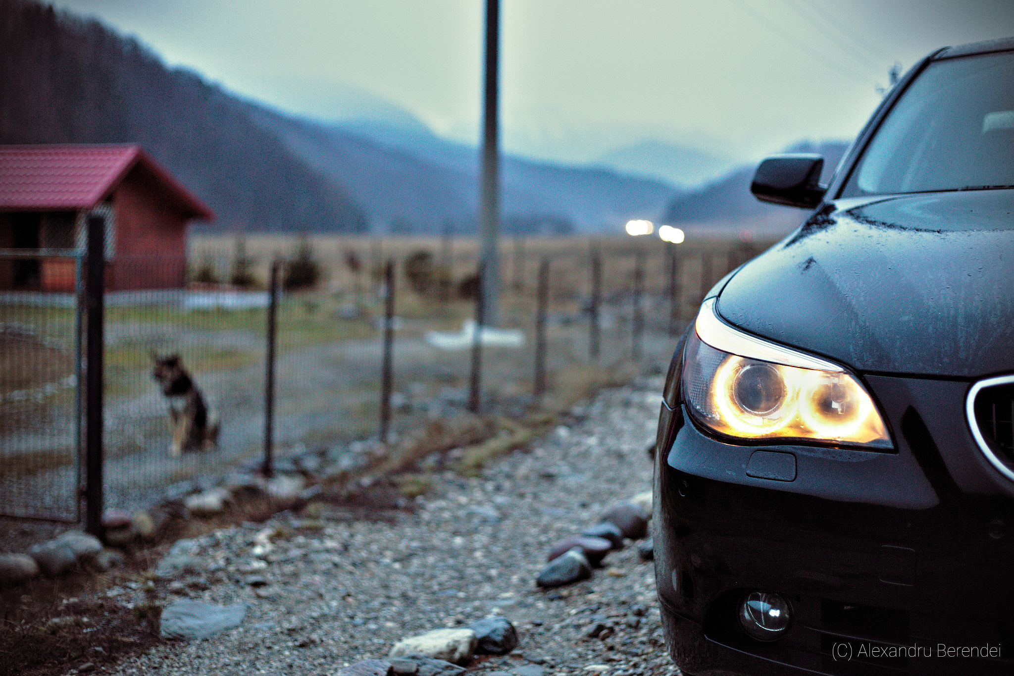 Canon EF 50mm F1.8 II sample photo. German wolfs photography