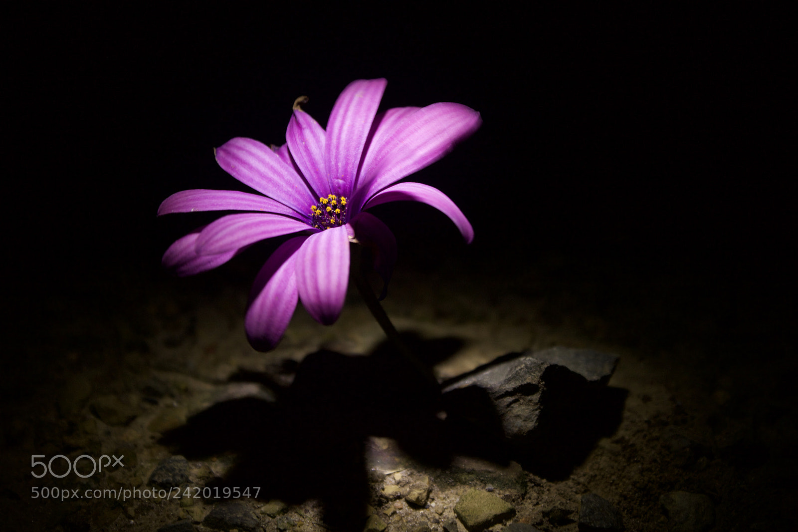 Canon EOS 750D (EOS Rebel T6i / EOS Kiss X8i) sample photo. Life from dark photography