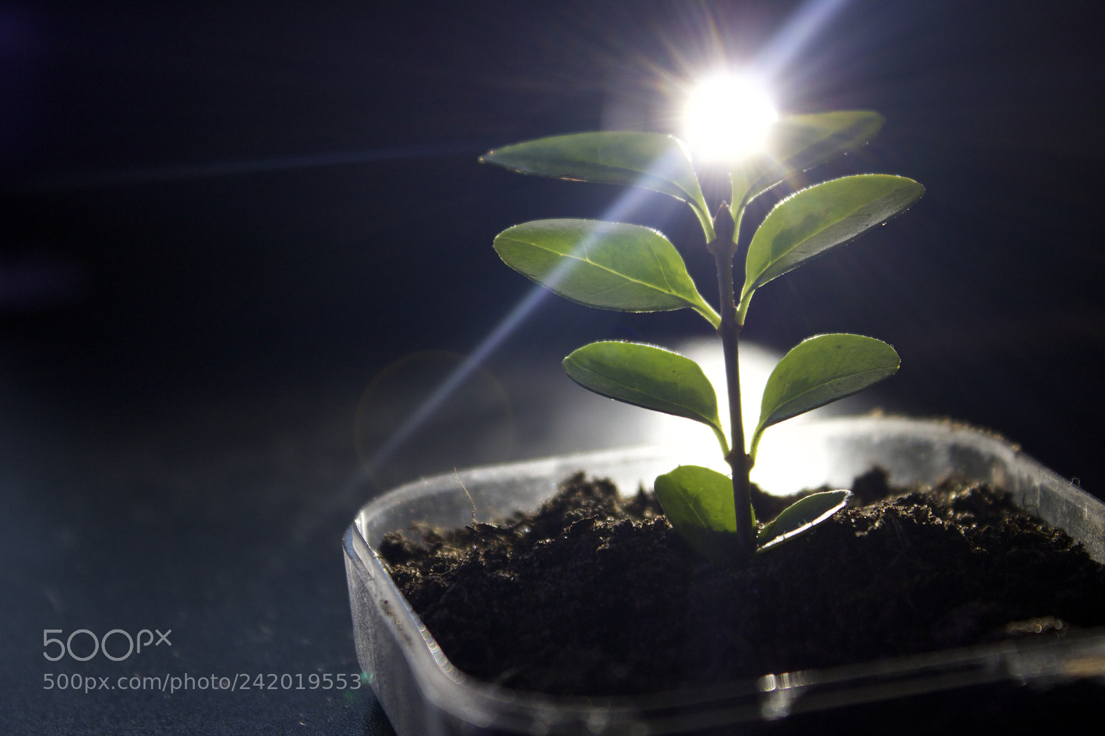 Canon EOS 750D (EOS Rebel T6i / EOS Kiss X8i) sample photo. Spark of life photography