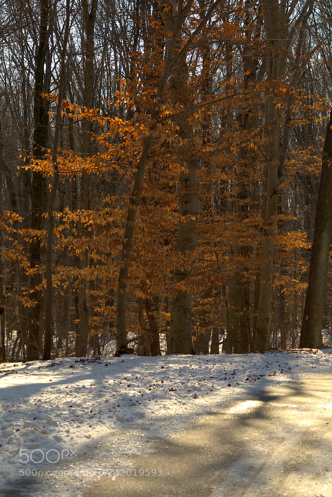 Canon EOS M5 sample photo. Last of the fall photography