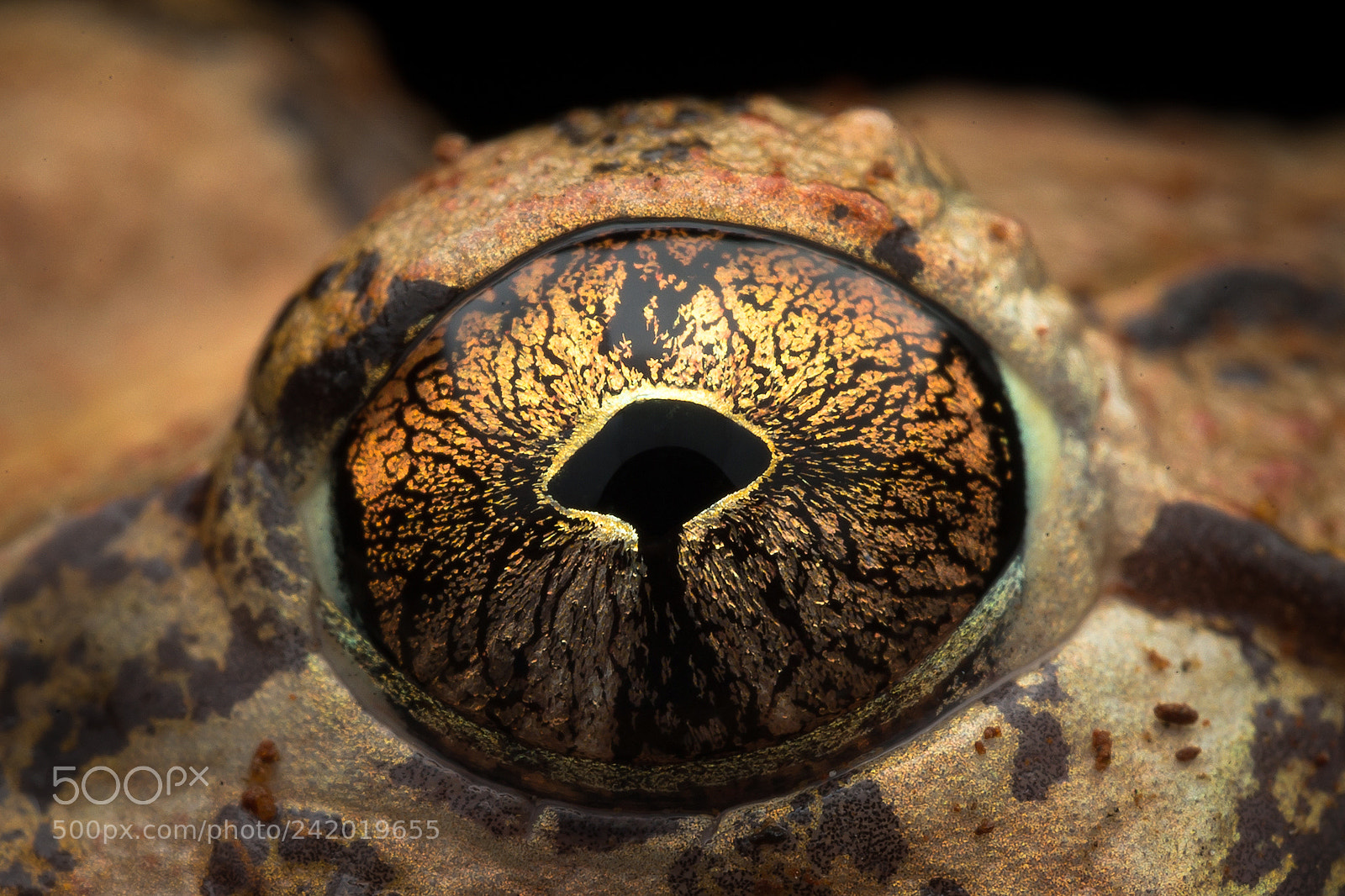 Canon EOS-1D X sample photo. Spharotheca eyes photography