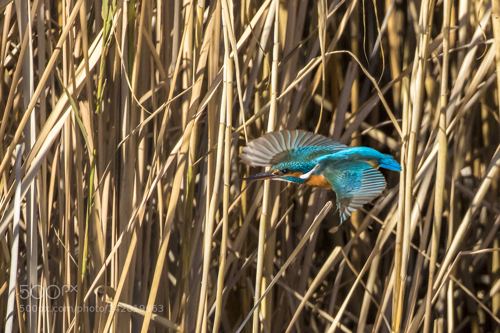 Canon EOS 7D Mark II sample photo. Blue diamond flight ii photography