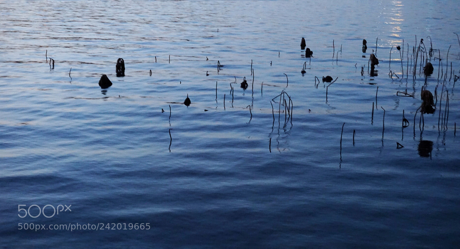 Sony a5100 sample photo. 路過 photography