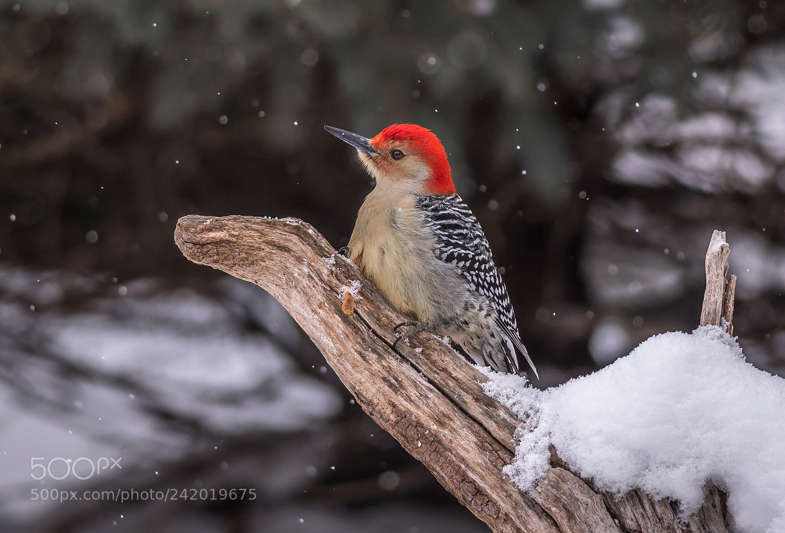 Nikon D500 sample photo. Woodpecker in winter photography
