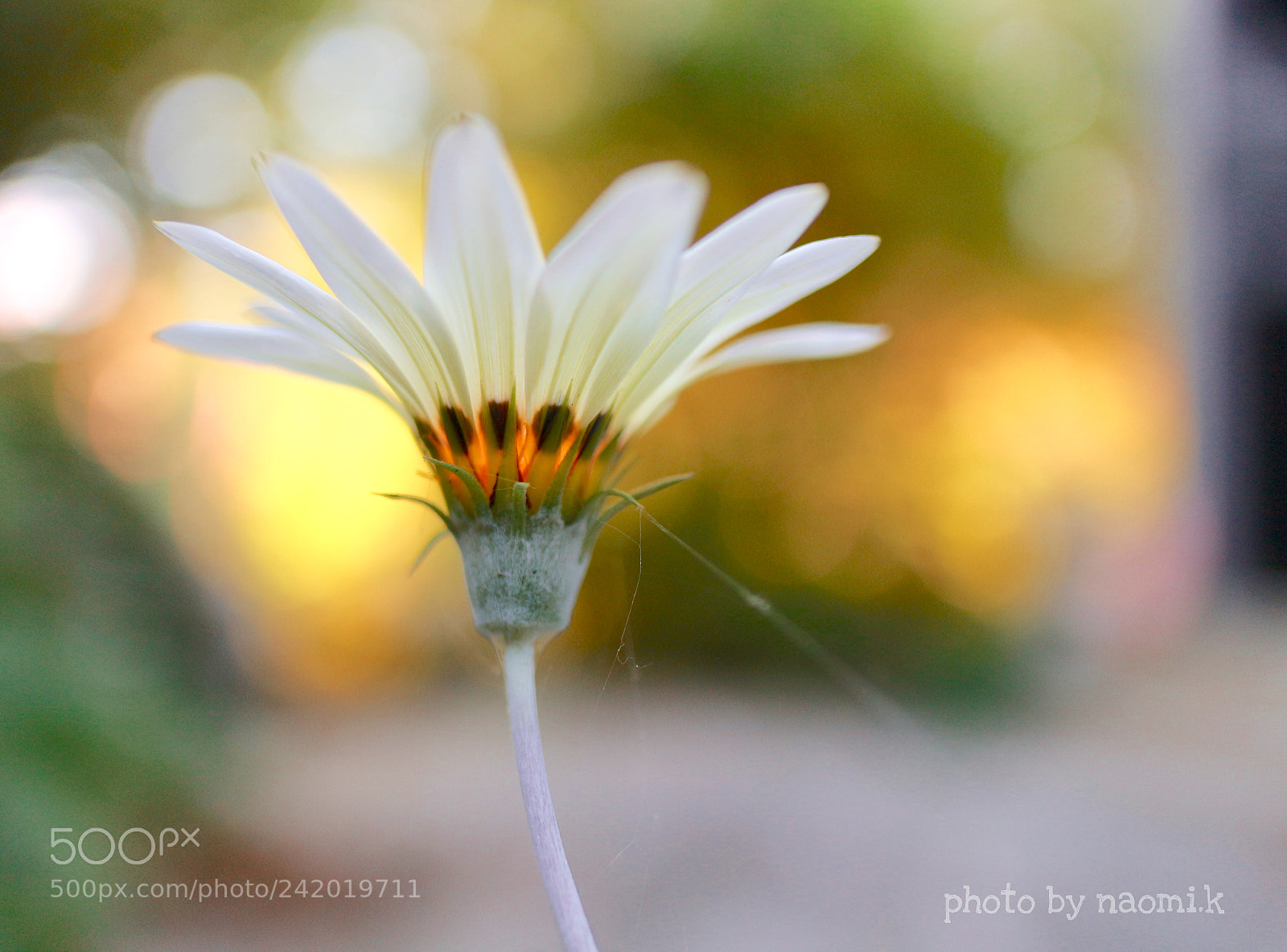 Canon EOS M10 sample photo. Gazania photography