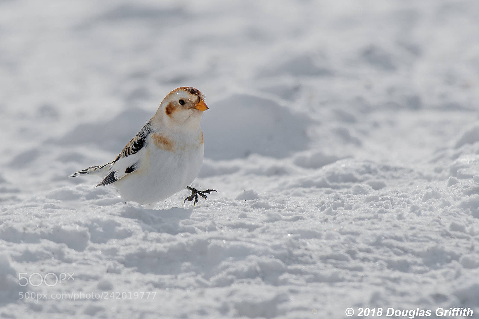 Nikon D500 sample photo. Snow bunting ( plectrophenax nivalis) photography
