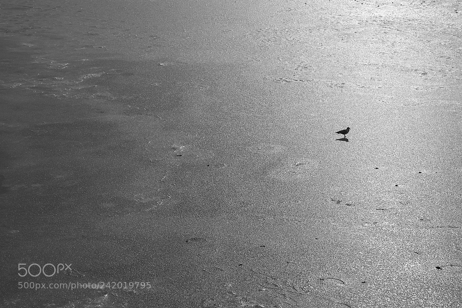 Canon EOS M5 sample photo. Coastal ice photography