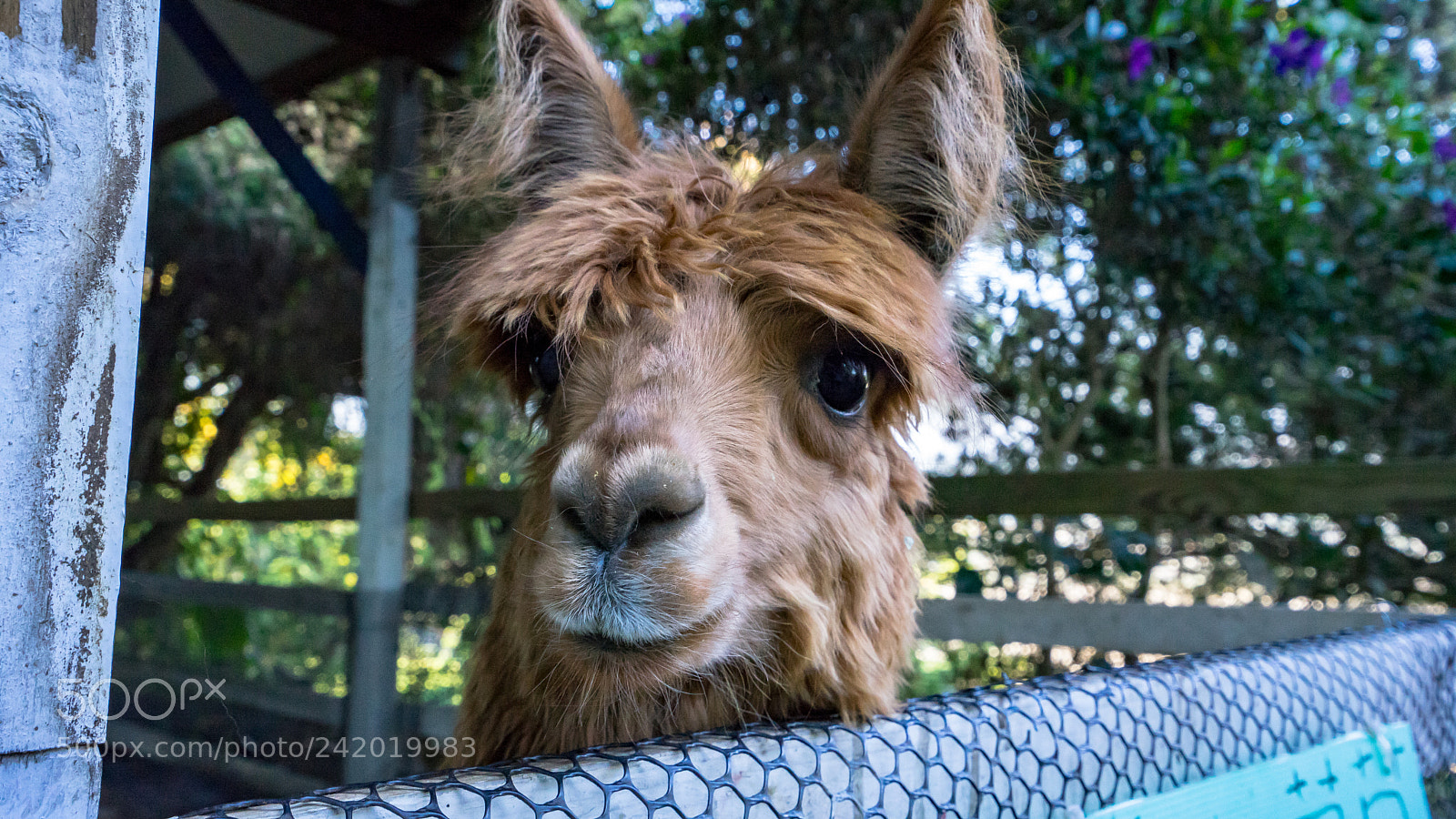 Sony a7 II sample photo. Adorable alpaca photography