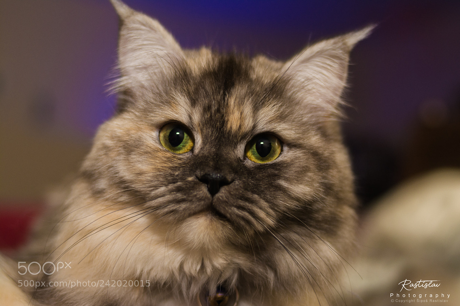 Nikon D7100 sample photo. Lilly photography