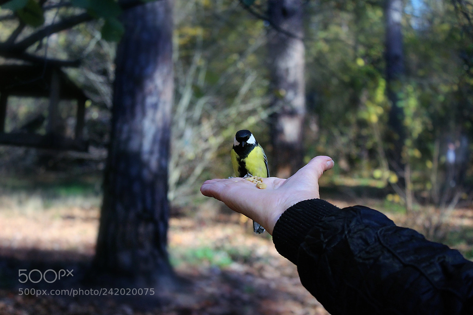 Canon EOS 650D (EOS Rebel T4i / EOS Kiss X6i) sample photo. Bird photography