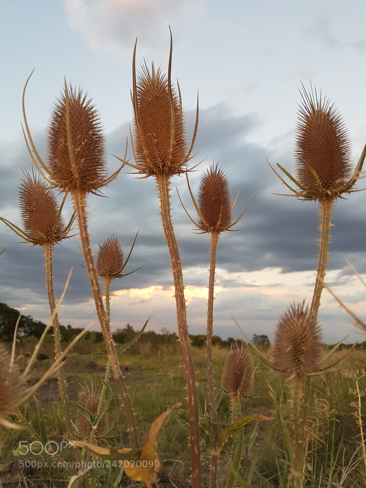 Samsung Galaxy S7 Edge sample photo. Untitled photography