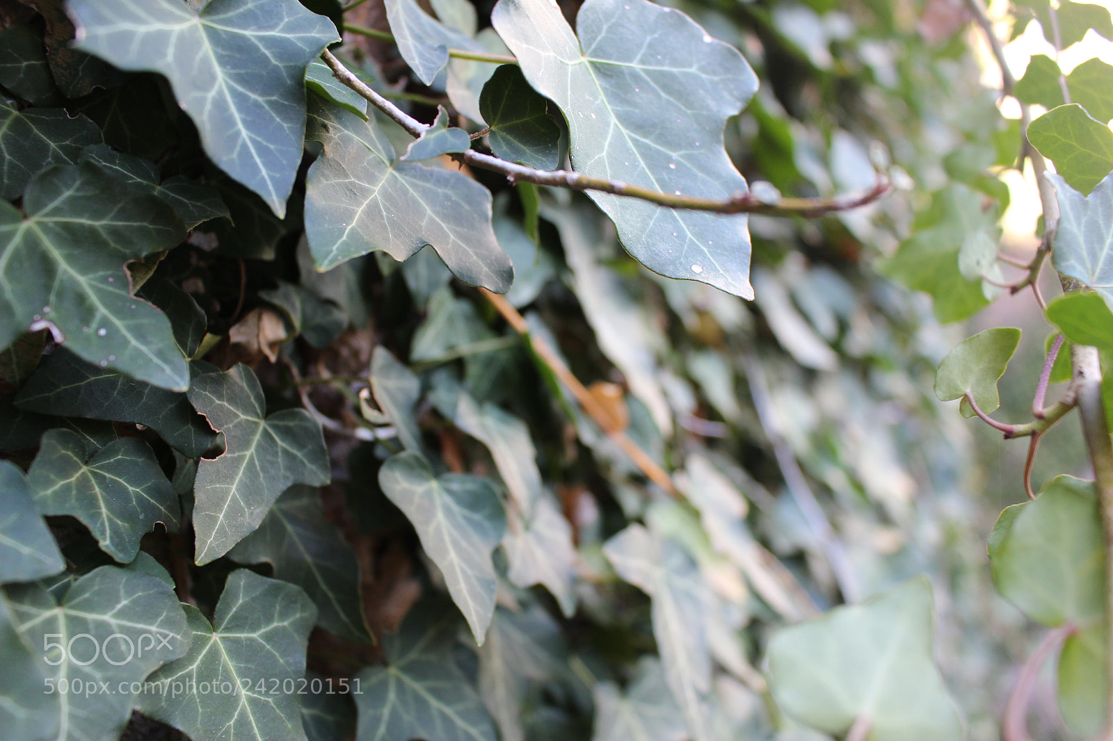 Canon EOS 100D (EOS Rebel SL1 / EOS Kiss X7) sample photo. Through the grapevine photography