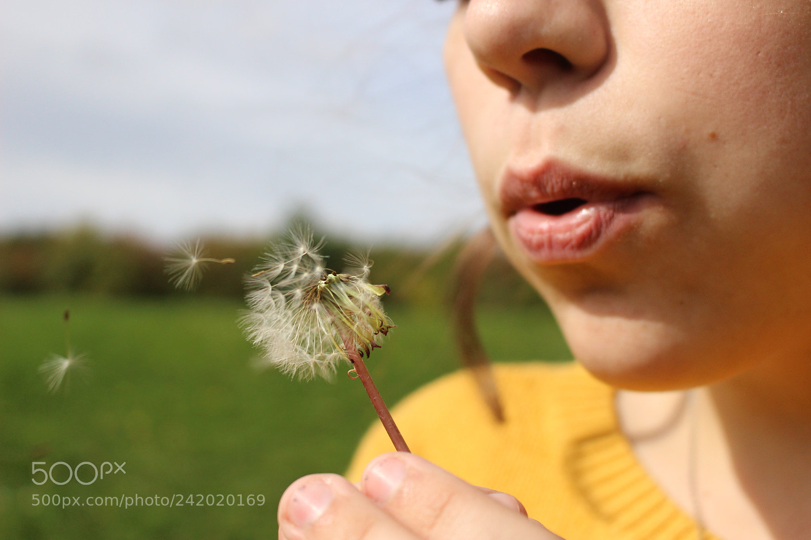 Canon EOS 100D (EOS Rebel SL1 / EOS Kiss X7) sample photo. Dandelion puffs photography