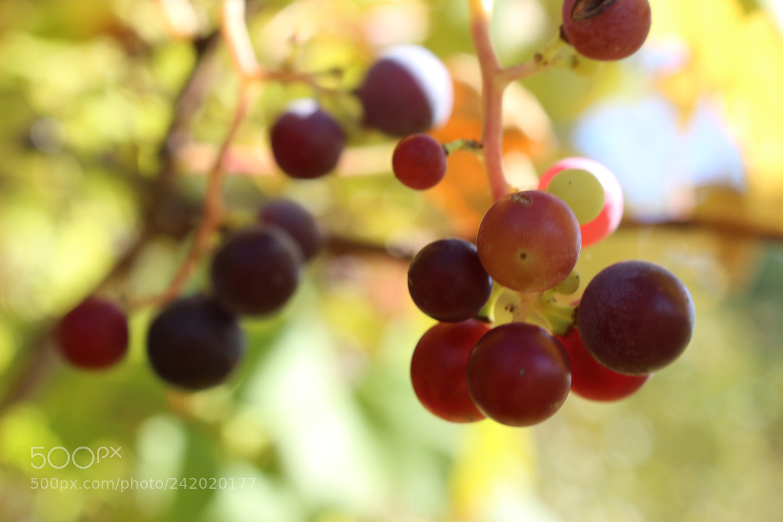 Canon EOS 100D (EOS Rebel SL1 / EOS Kiss X7) sample photo. Bubbly photography