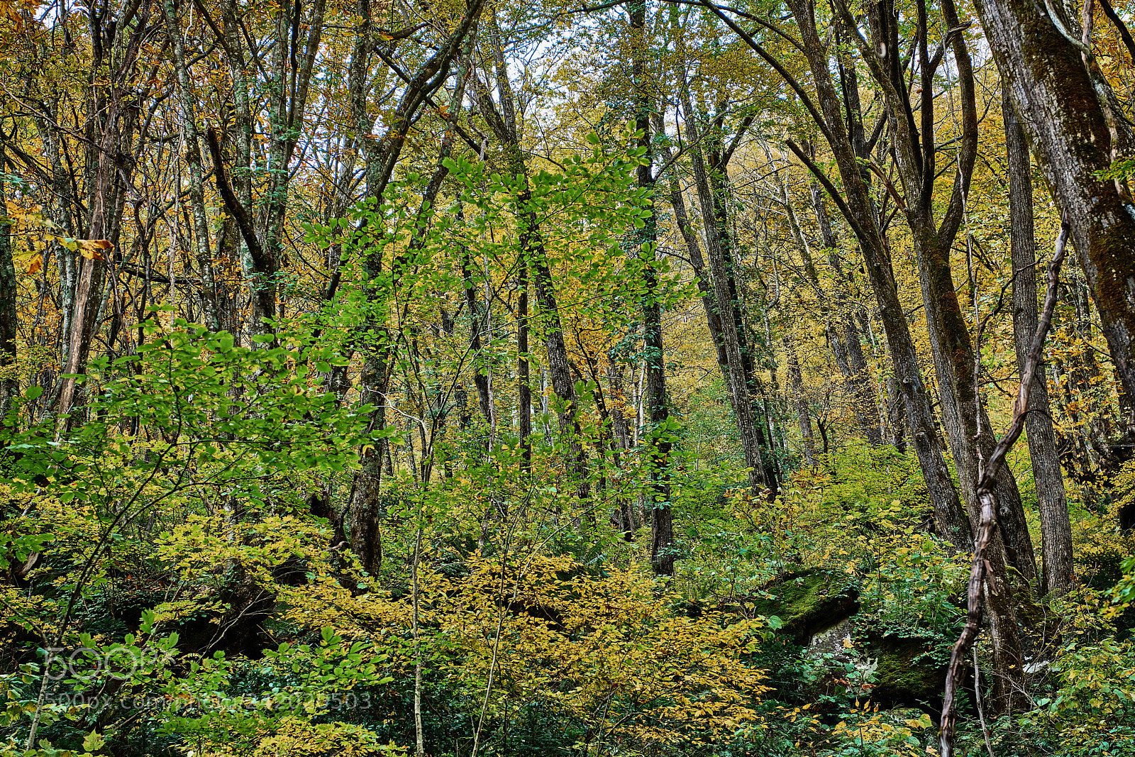 Nikon D850 sample photo. Fall colors photography