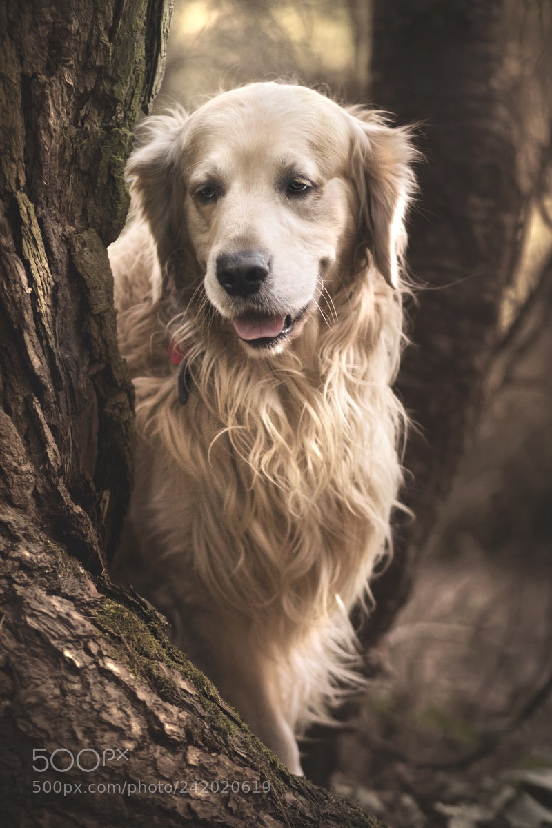 Canon EOS 750D (EOS Rebel T6i / EOS Kiss X8i) sample photo. Golden morsik <3 photography