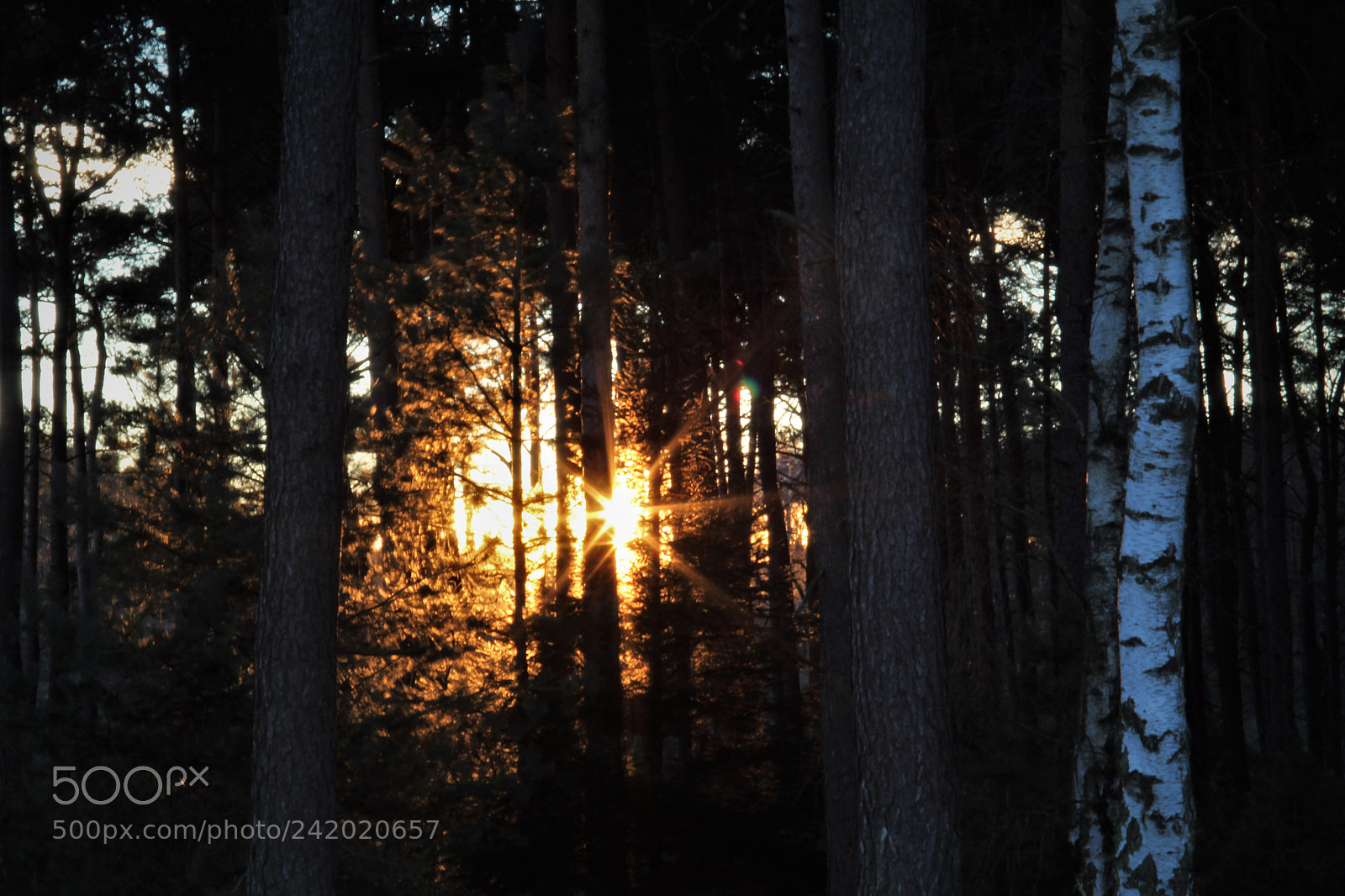Canon EOS 1300D (EOS Rebel T6 / EOS Kiss X80) sample photo. Sunset in hamburg photography