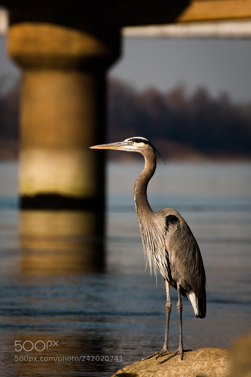 Nikon D5600 sample photo. Great blue heron below photography