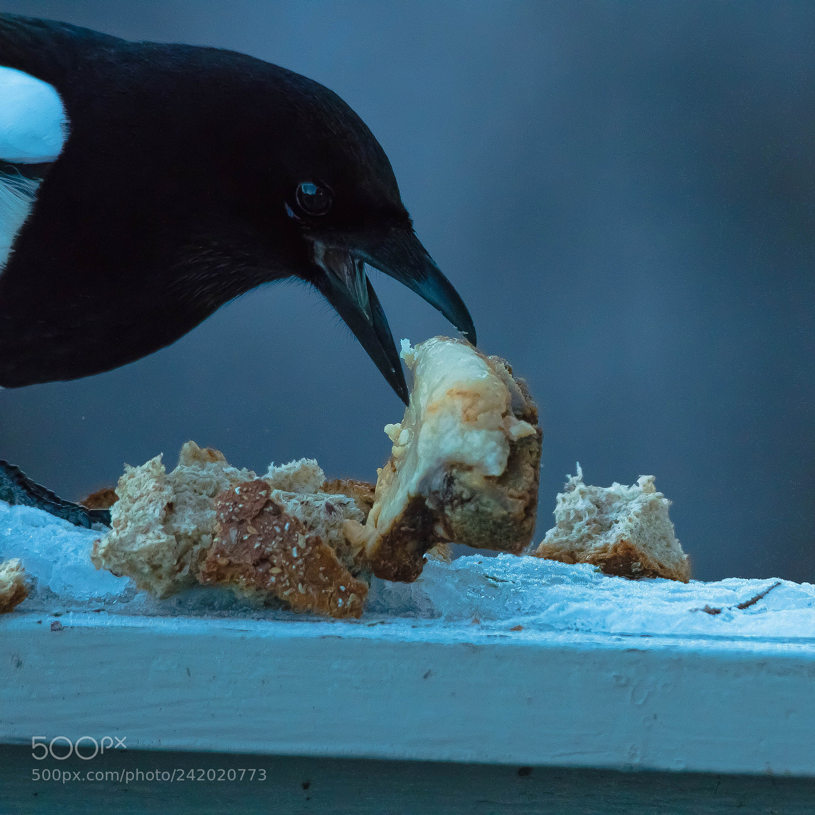 Canon EOS M3 sample photo. Feeding the magpie photography