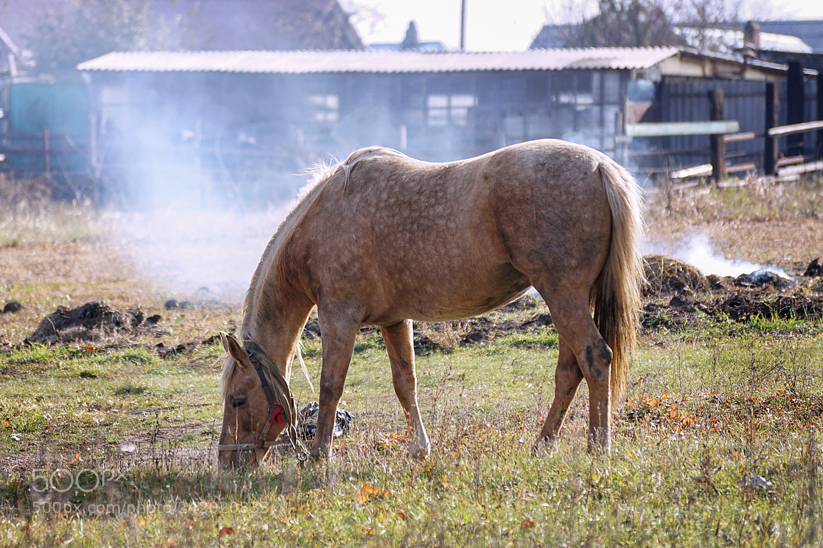 Sony ILCA-77M2 sample photo. Horse on a leash photography