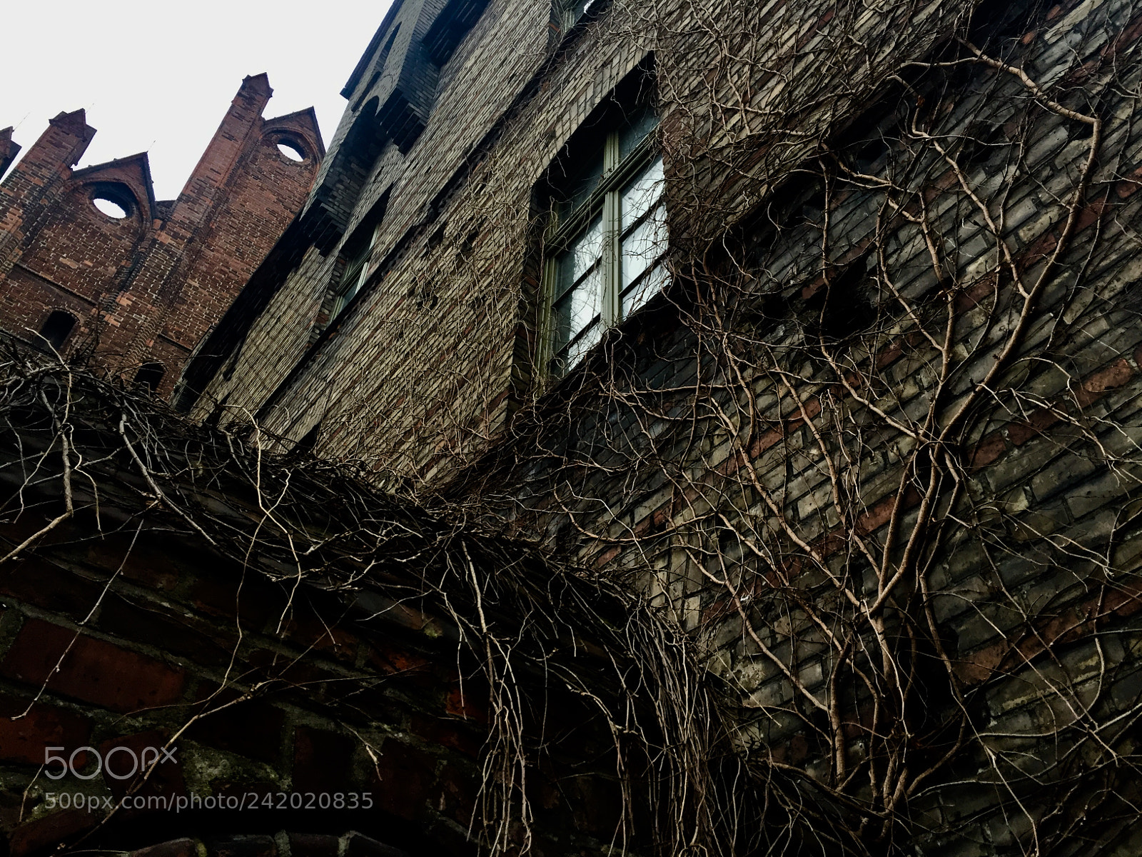 Apple iPhone 6 sample photo. Re-emergence photography