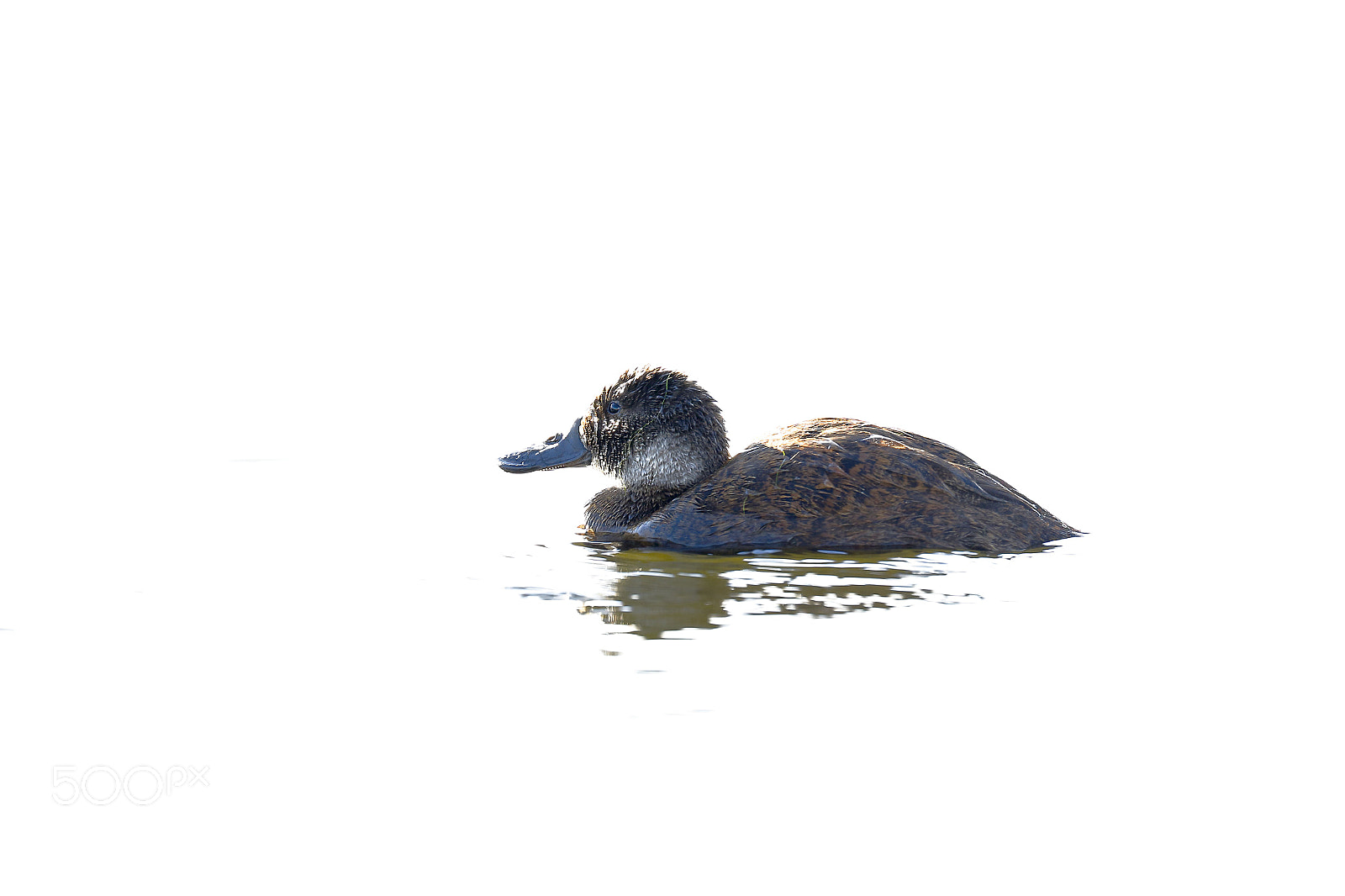Canon EOS 7D Mark II sample photo. Pato rana (oxyura ferruginea) photography