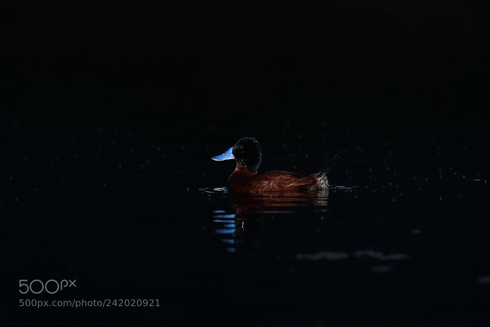 Canon EOS 7D Mark II sample photo. Pato rana (oxyura ferruginea) photography