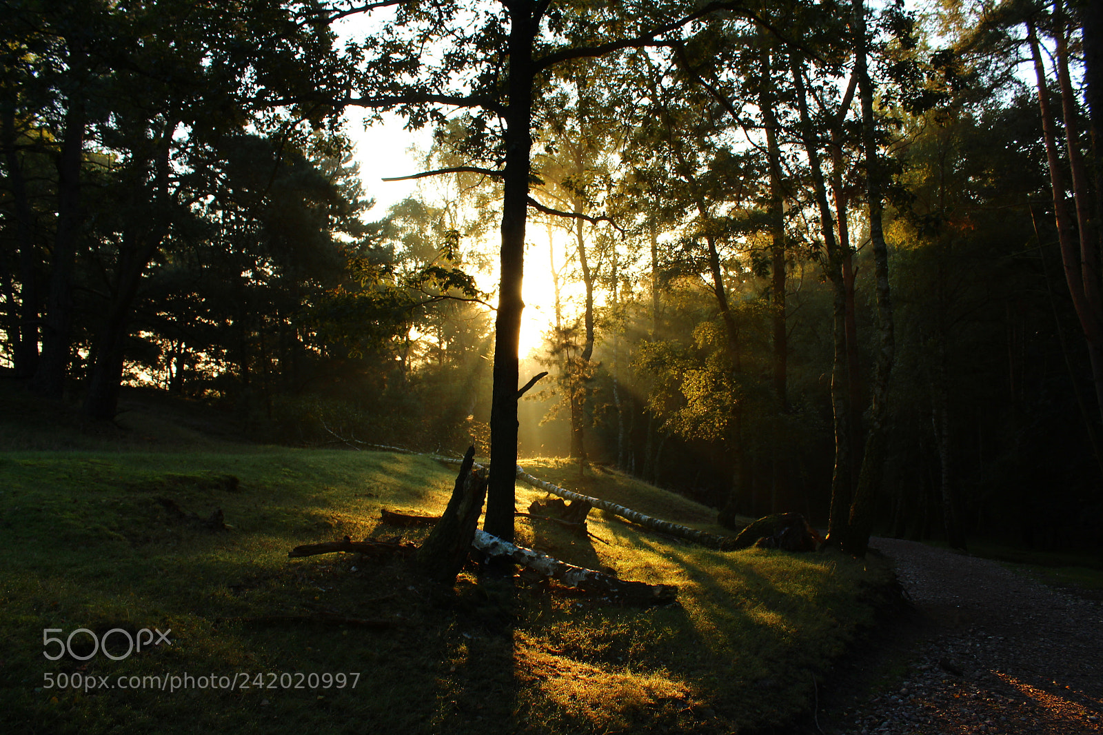 Canon EF-S 18-55mm F3.5-5.6 III sample photo. Morning in the forest photography