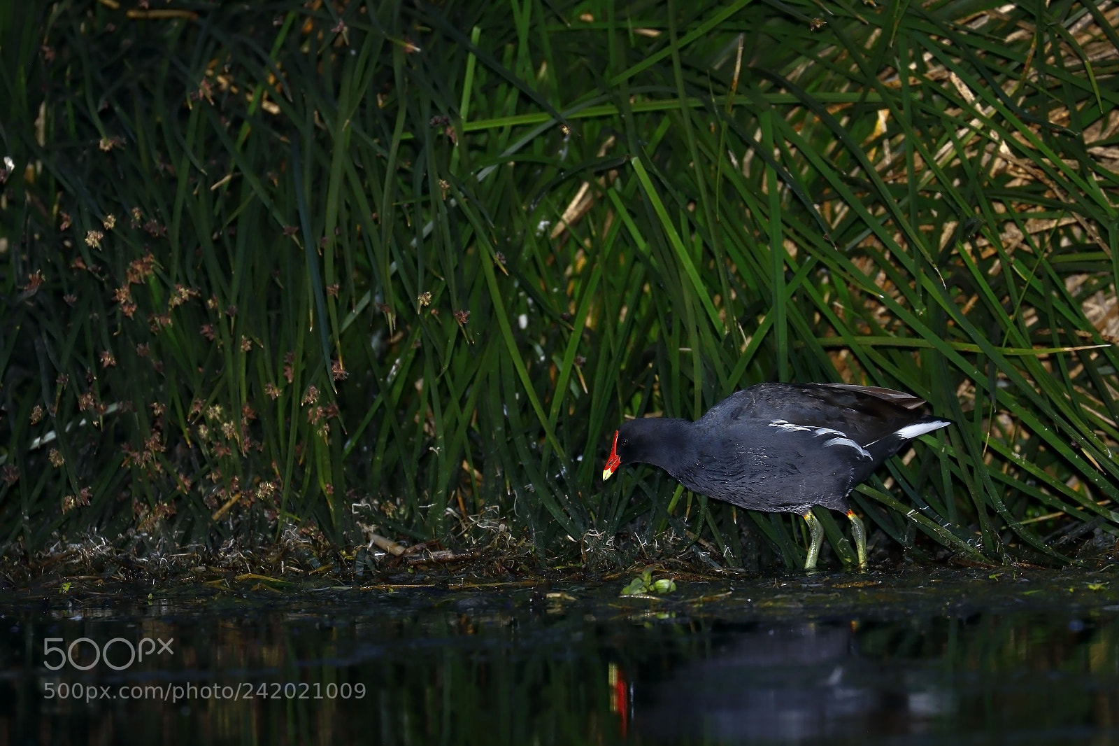 Canon EOS 7D Mark II sample photo. Polla de agua gallinula photography
