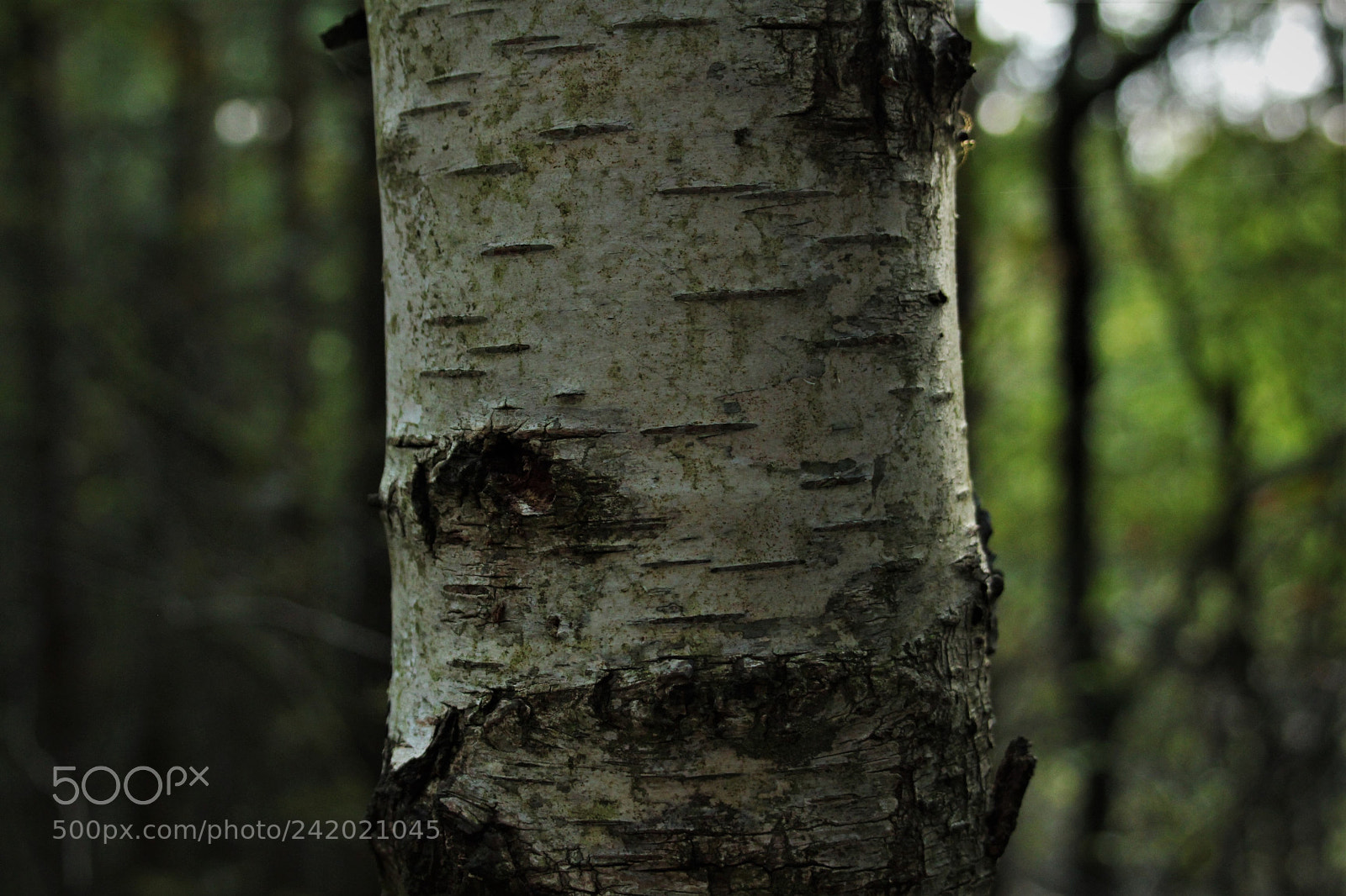 Canon EOS 1300D (EOS Rebel T6 / EOS Kiss X80) sample photo. Birch in the forest photography