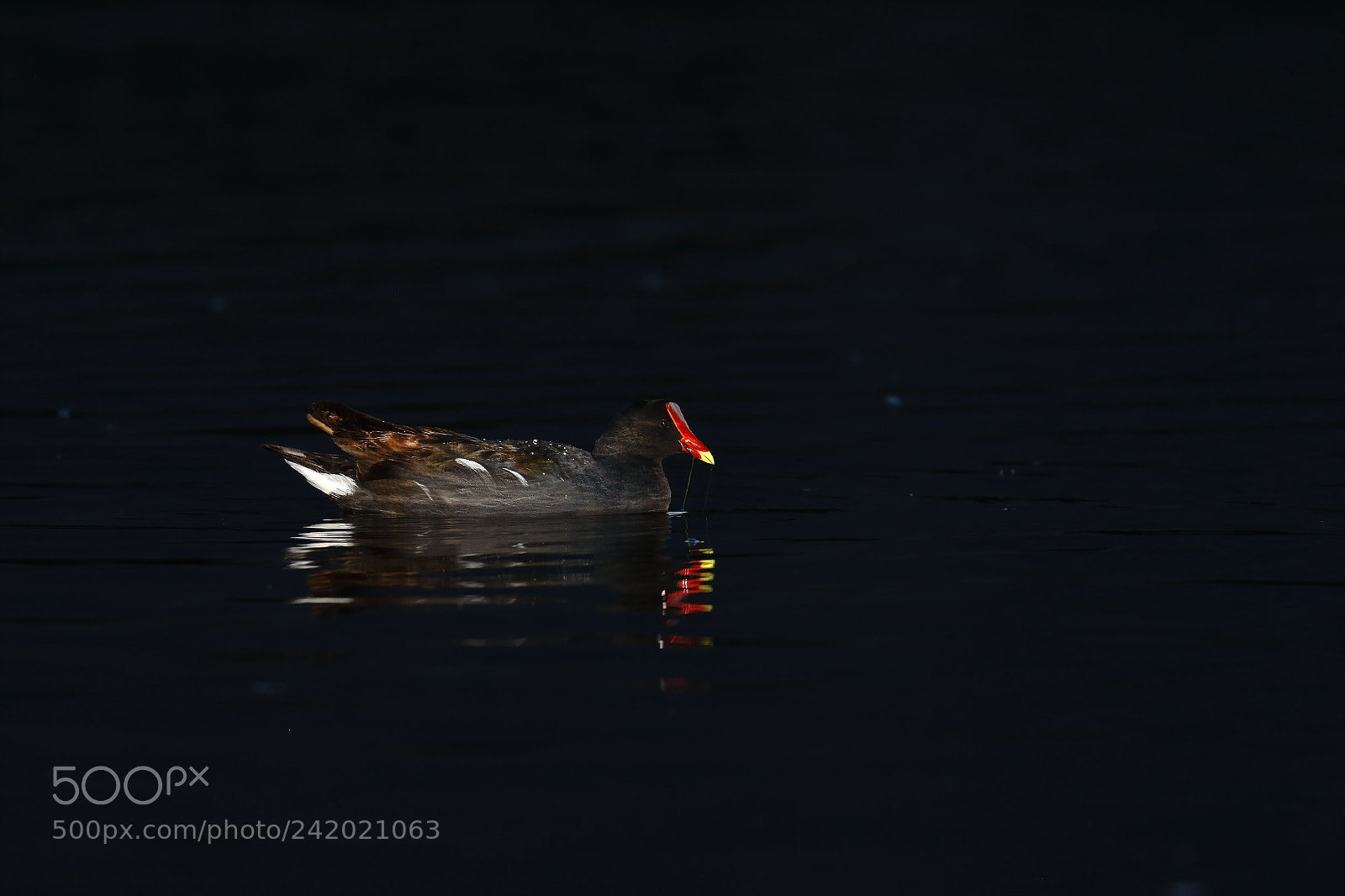 Canon EOS 7D Mark II sample photo. Polla de agua gallinula photography