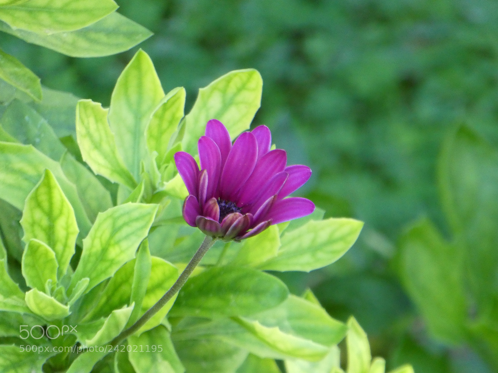 Panasonic DMC-TZ81 sample photo. Untitled photography