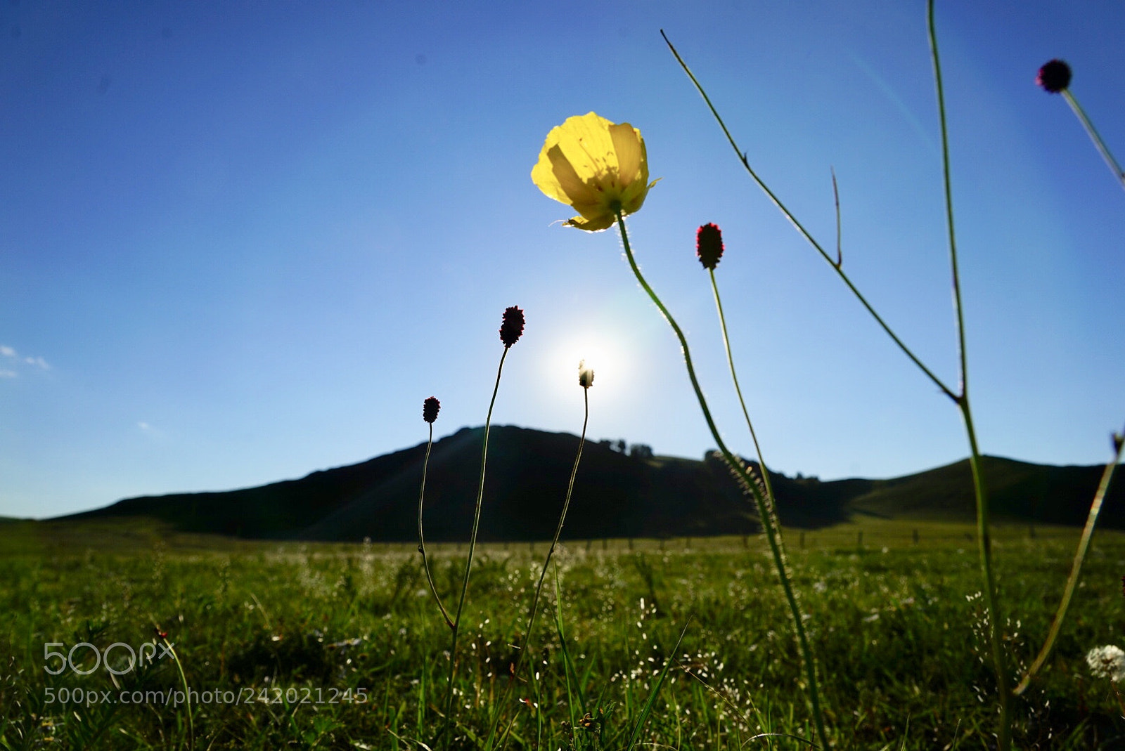 Sony a7 sample photo. 山花 photography
