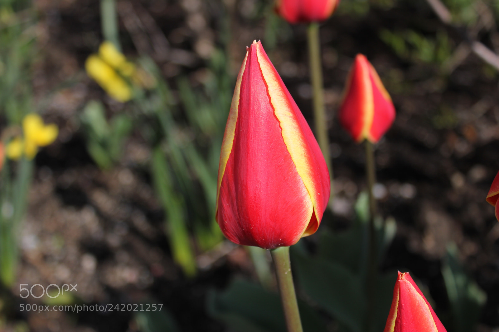 Canon EF-S 18-55mm F3.5-5.6 IS sample photo. Tulips edward's garden, toronto photography