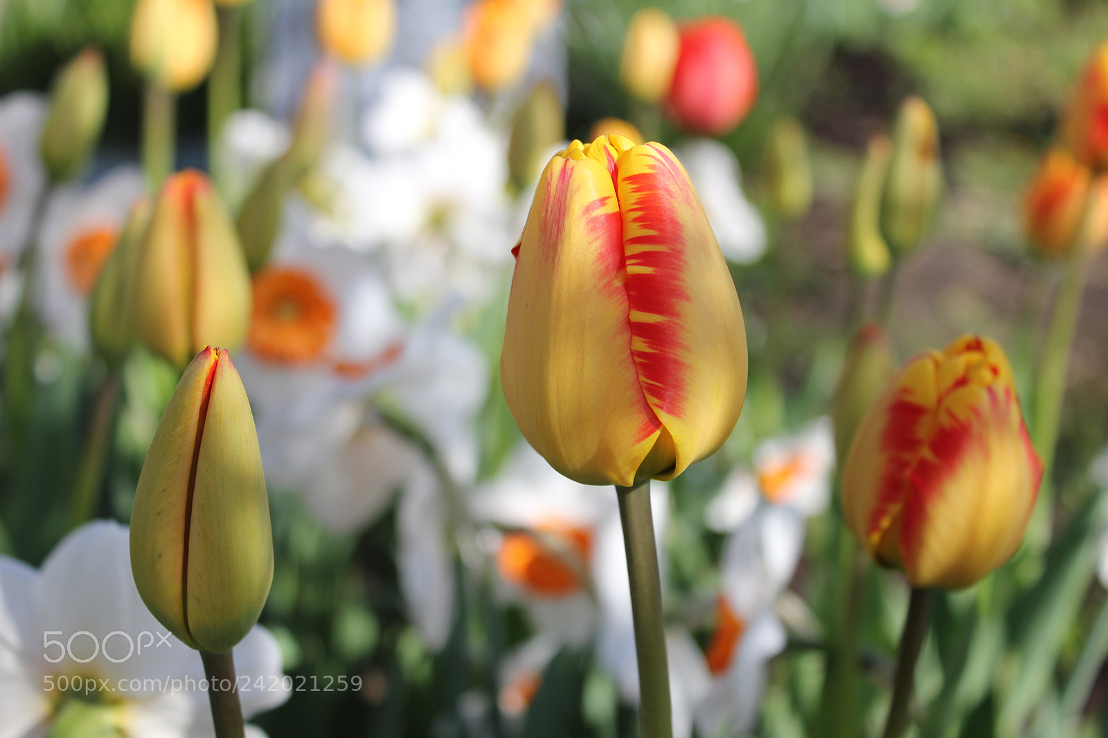 Canon EF-S 18-55mm F3.5-5.6 IS sample photo. Tulips edward's garden, toronto photography